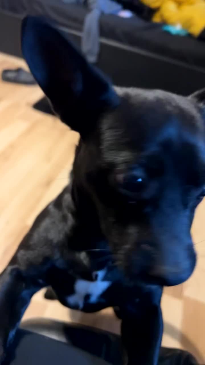 Mixed Breed dogs for sale: Fun, loving puppy - Video 1