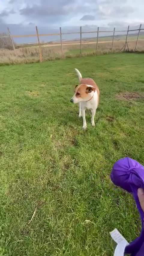 Canaan Dog dogs for adoption: Zico the desert dog  - Video 3