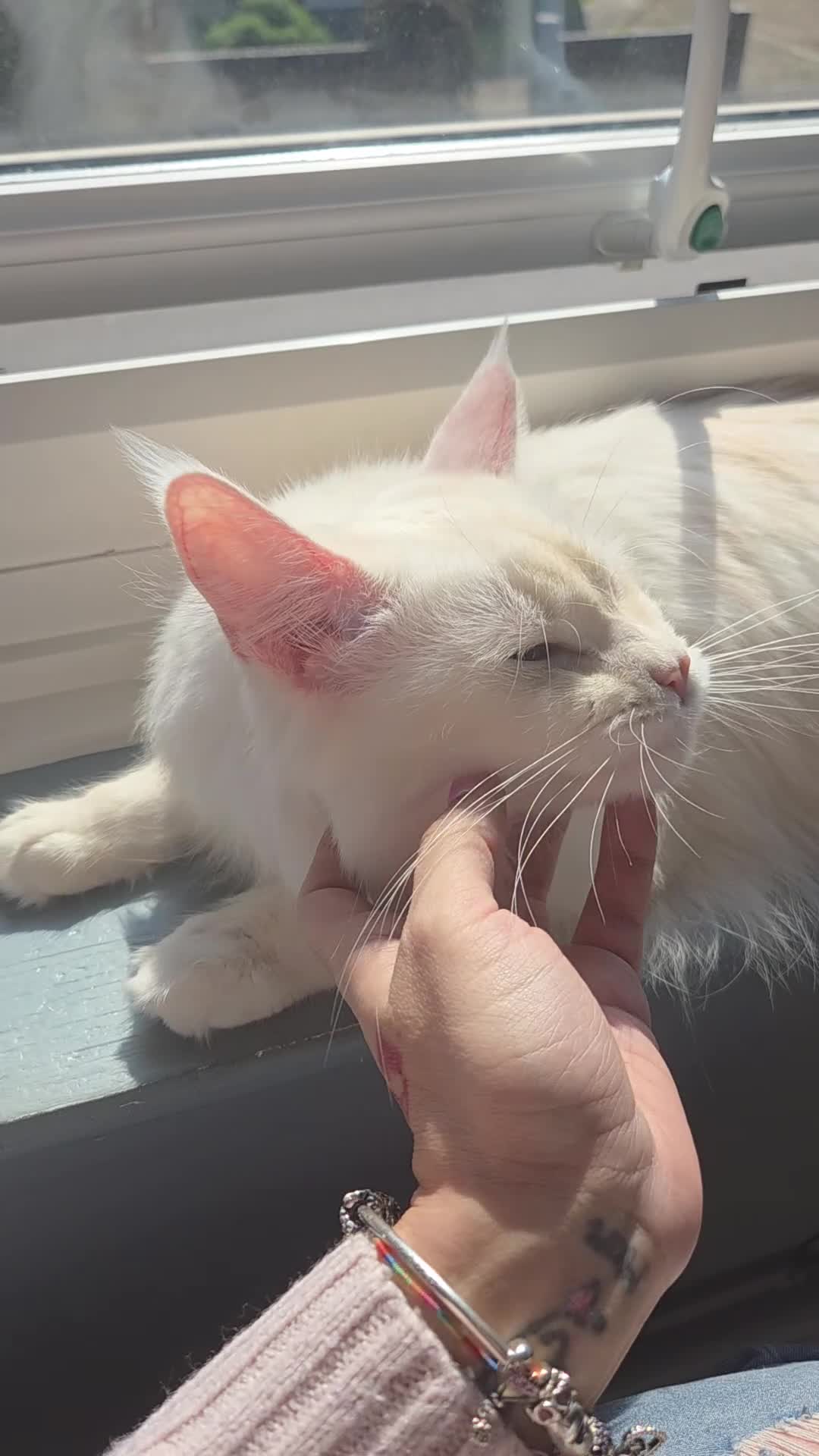 Maine Coon cats for sale: Pure White Full Breed Maine Coon Girl - Video 3