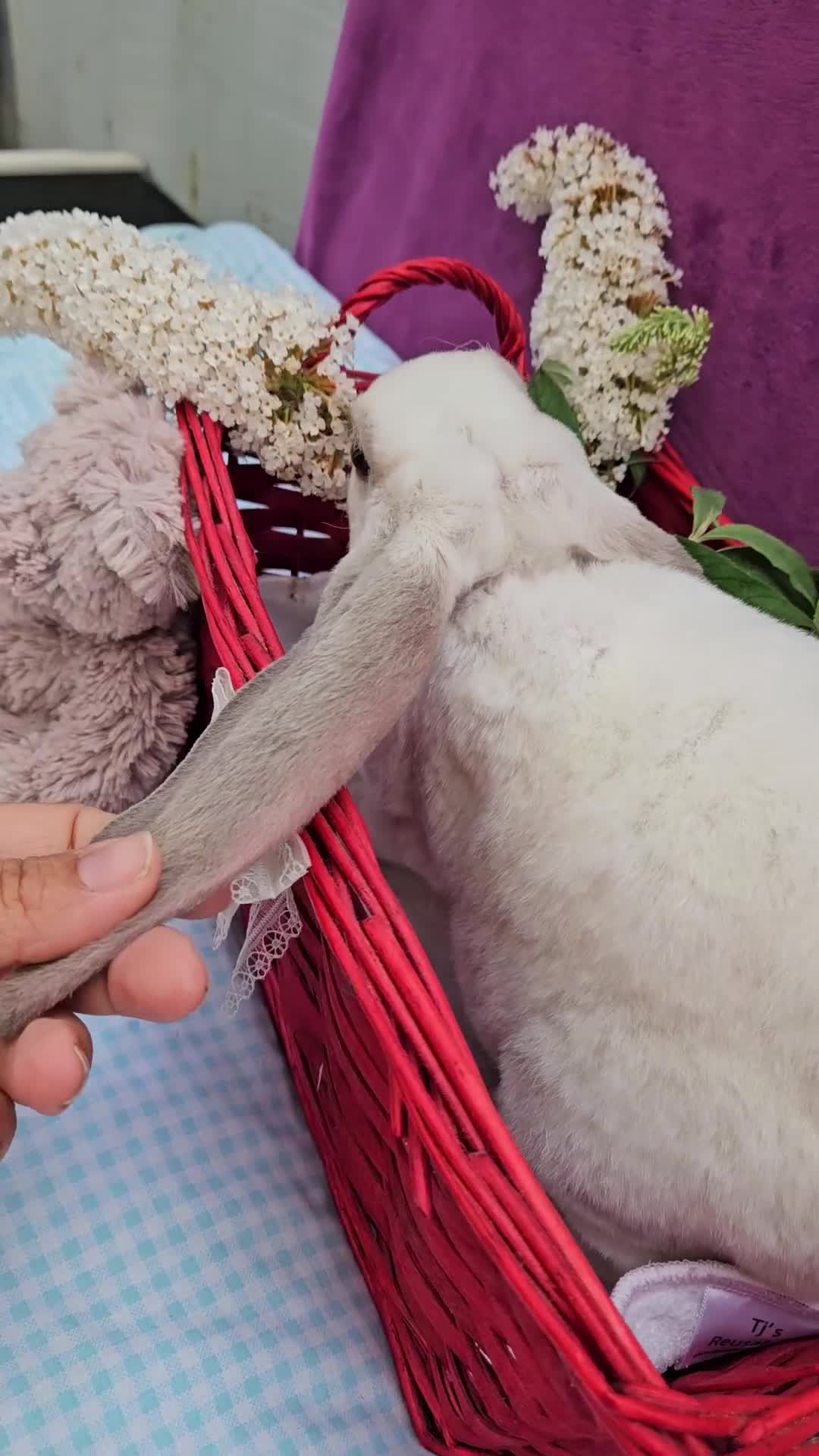 Mini Lop rabbits for sale: Baby velveteen lops & adult mini rex  - Video 4