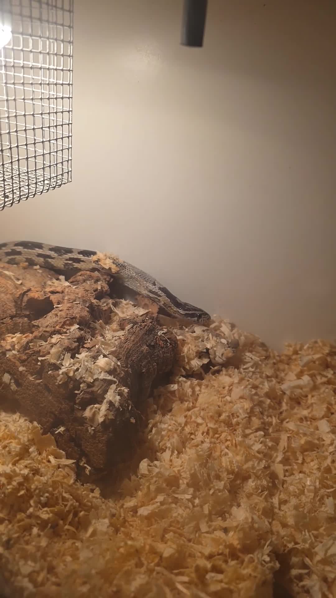 Corn Snake reptiles for sale: Corn snake - Video 1