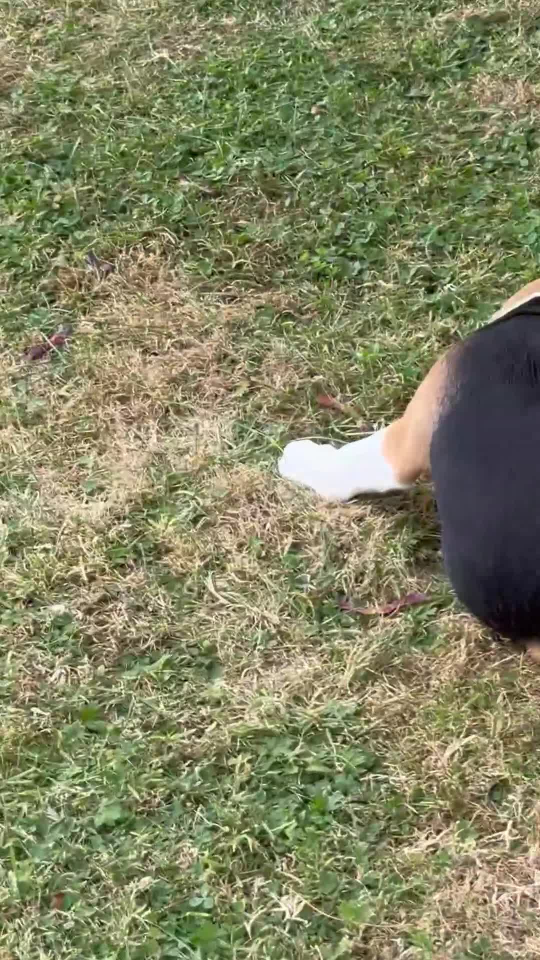 Beagle dogs for sale: BEAUTIFUL RKC PUPPIES FROM RENOWNED TOP BREEDER  - Video 2