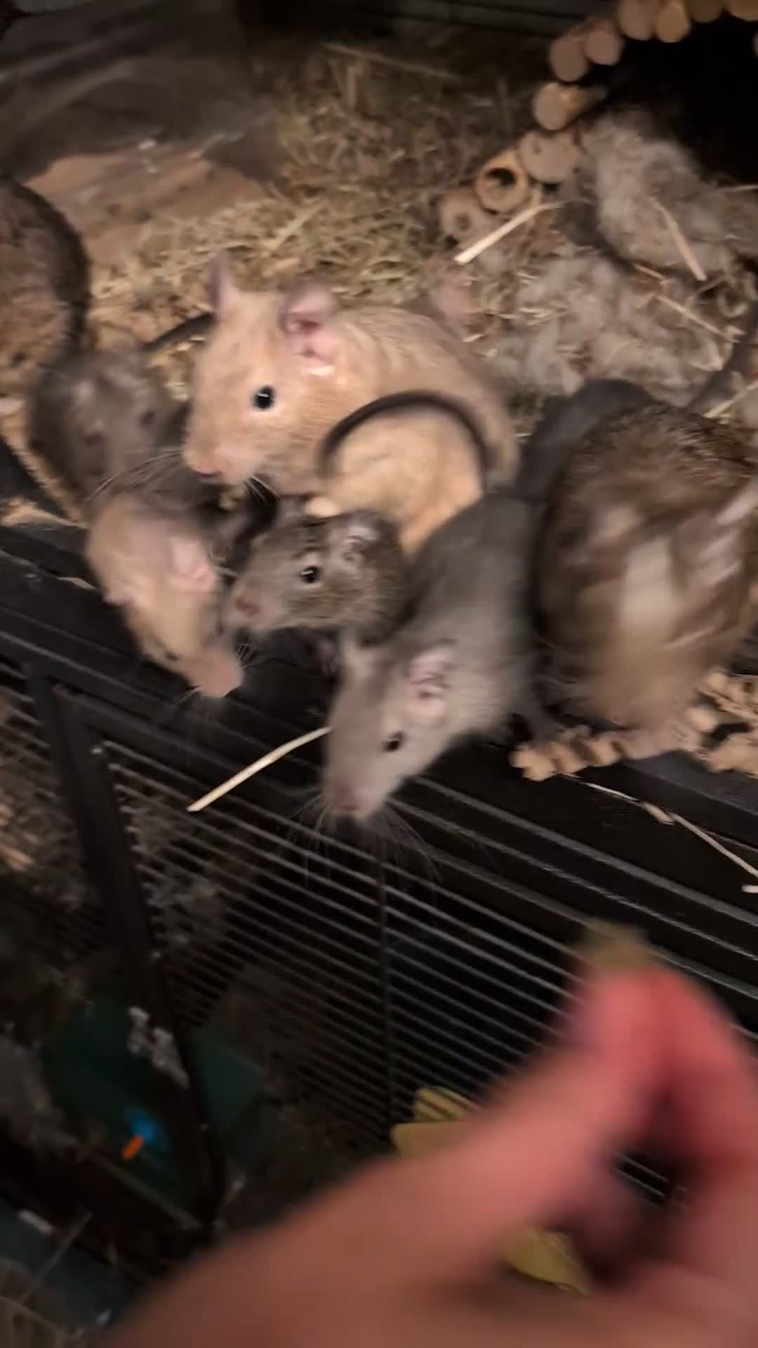 Degus rodents for sale: Lovely Degus ready for their forever homes - Video 1