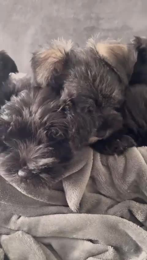 Miniature Schnauzer dogs for sale: KC Pedigree Mini Schnauzer - Video 3