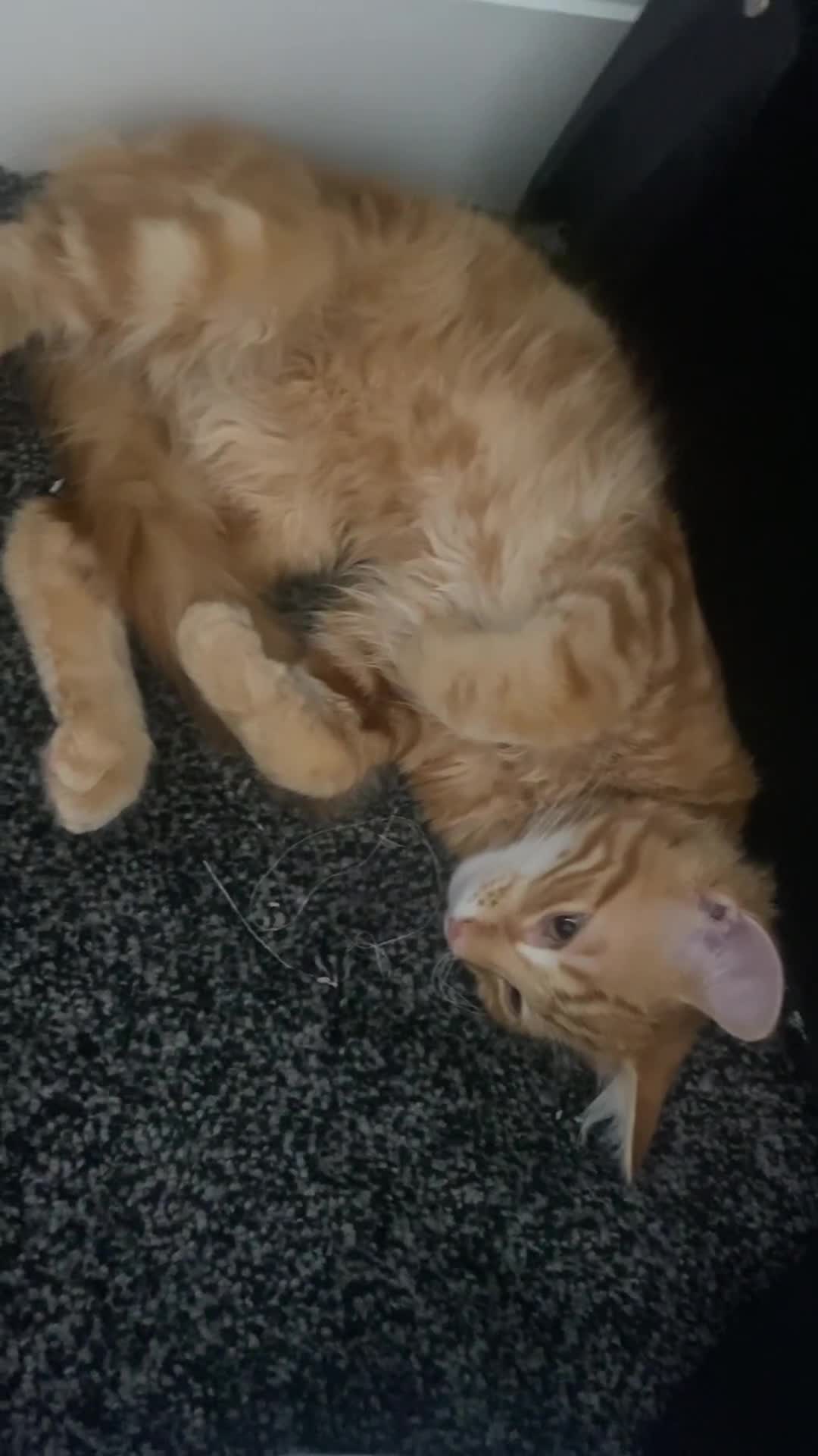 British Longhair cats for sale: Affectionate kittens ready for forever homes. - Video 1