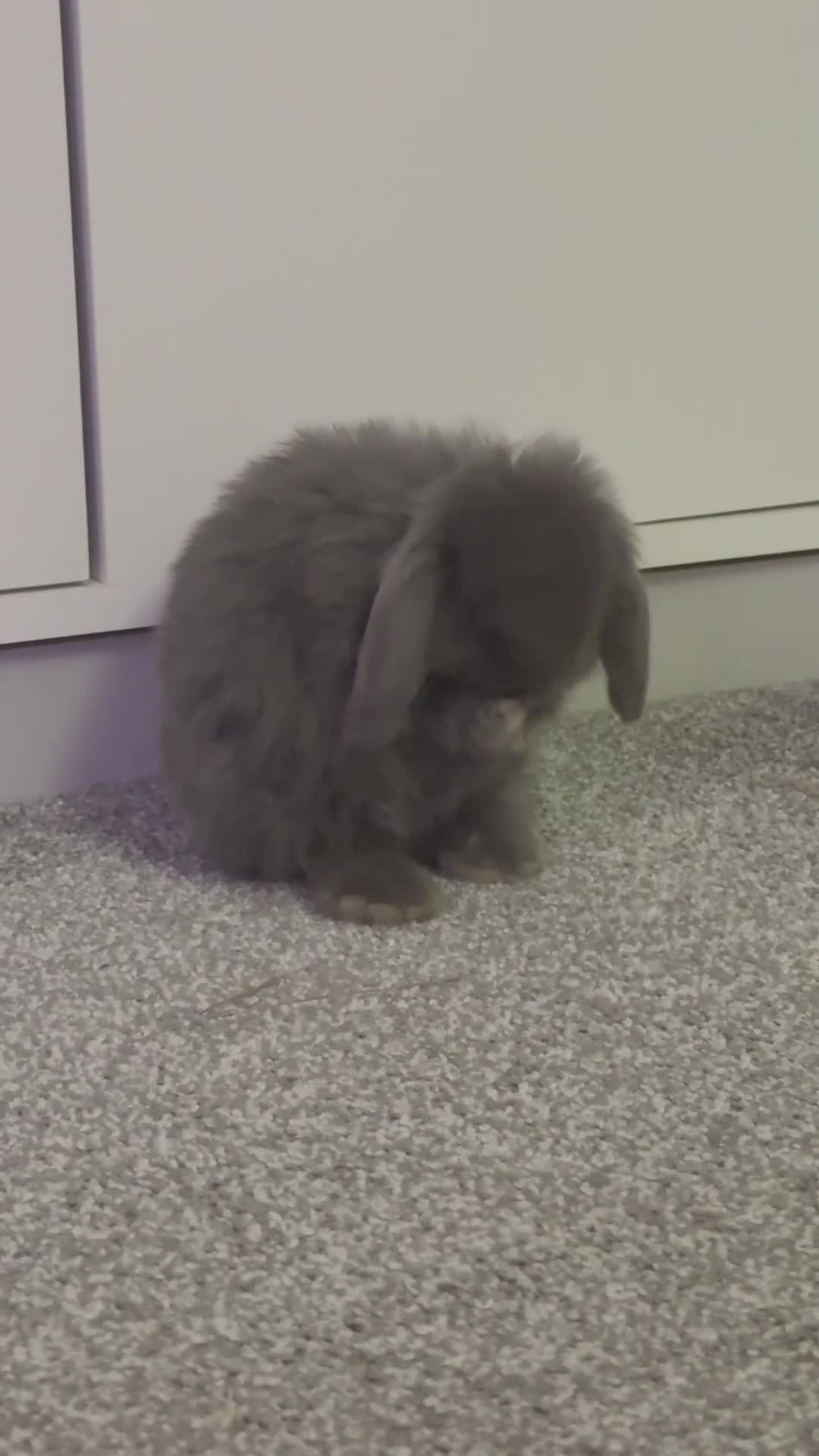 Mini Lop rabbits for sale: Grey Mini Lop - Video 1