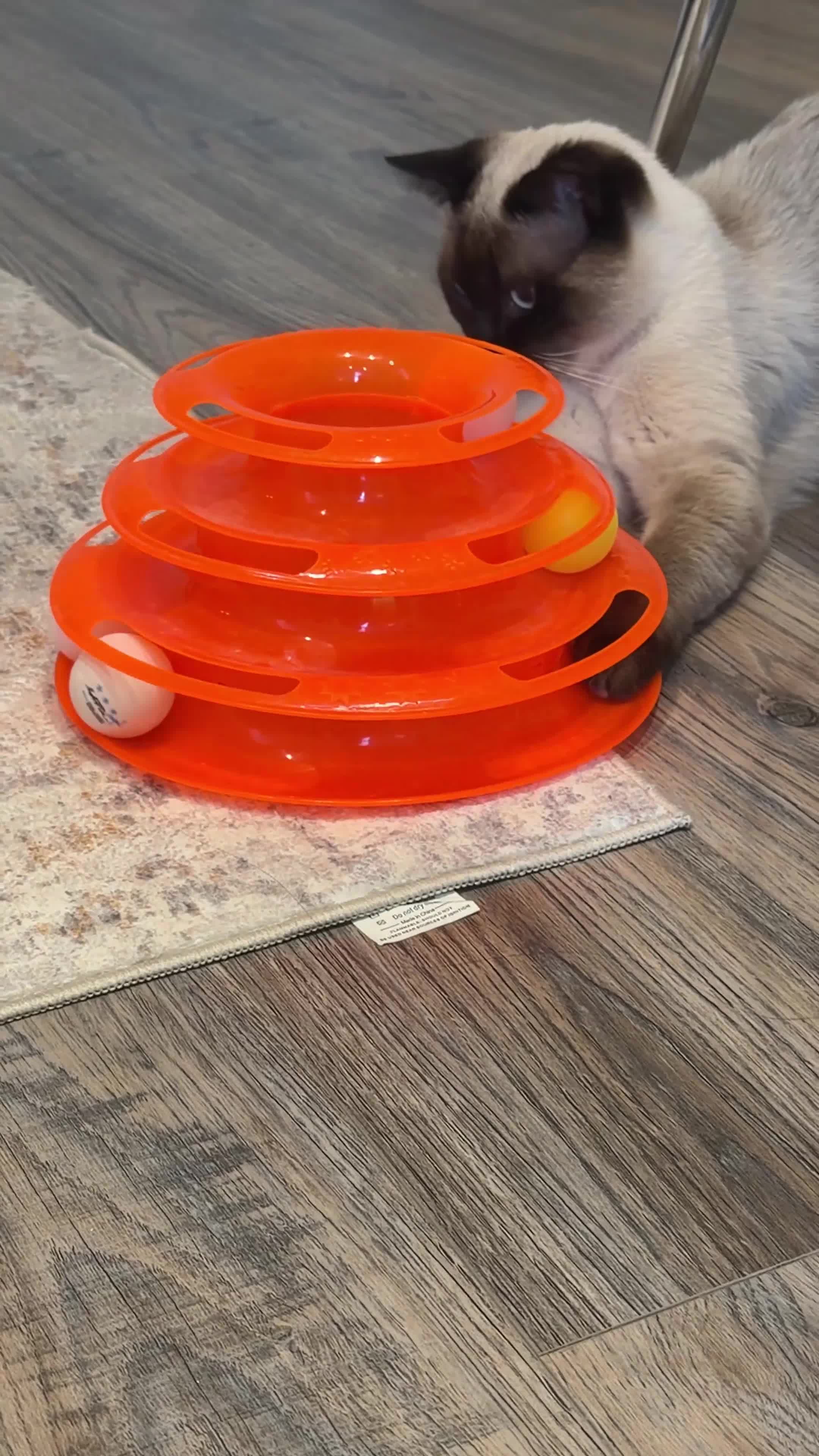 Mixed Breed cats for sale: Ragdoll/Siamese in Cardiff - Video 1