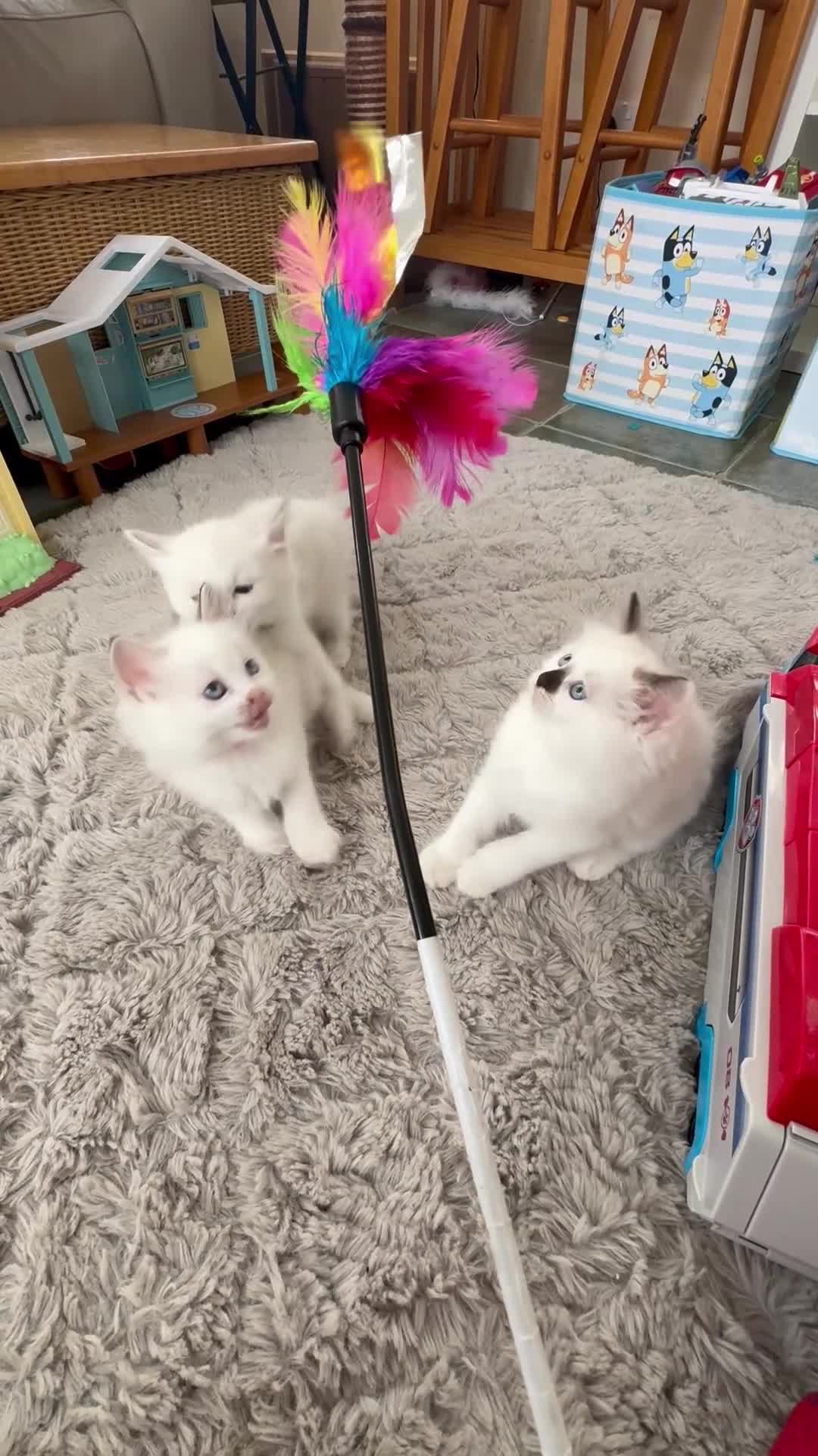 Ragdoll cats for sale: GCCF Registered Ragdoll Kittens - Video 1