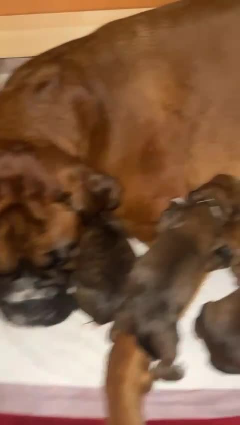 Boxer dogs for stud: Kc Registered and Heart scored Stud dog in Herne Bay - Video 1