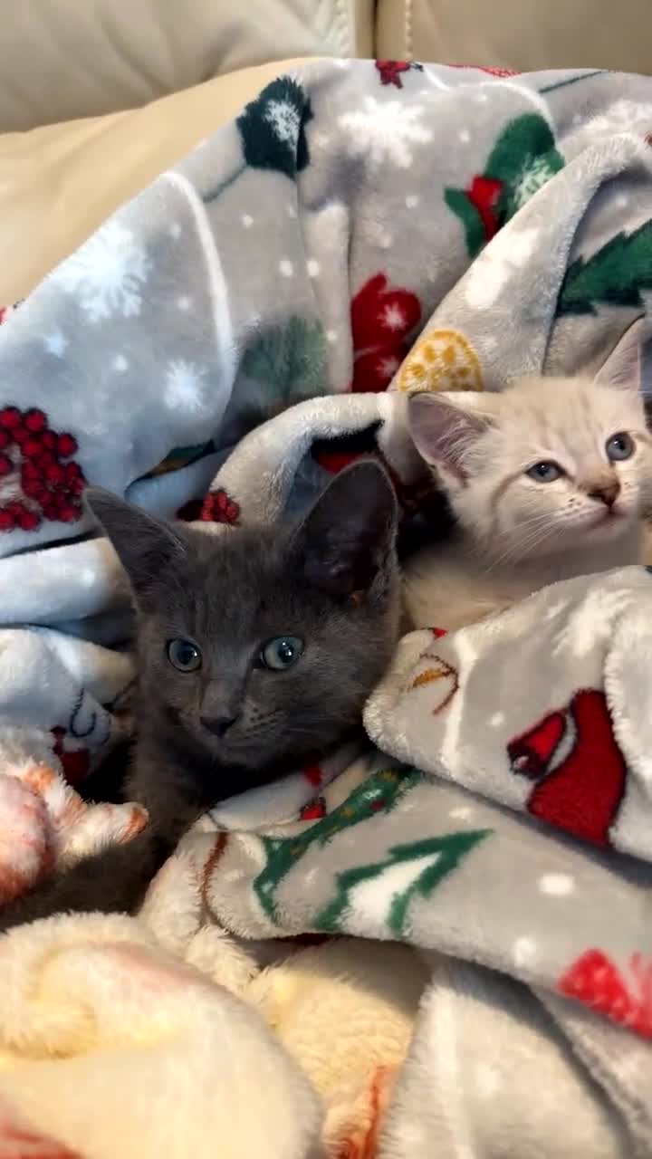 Mixed Breed cats for sale: 2 kittens  - Video 1