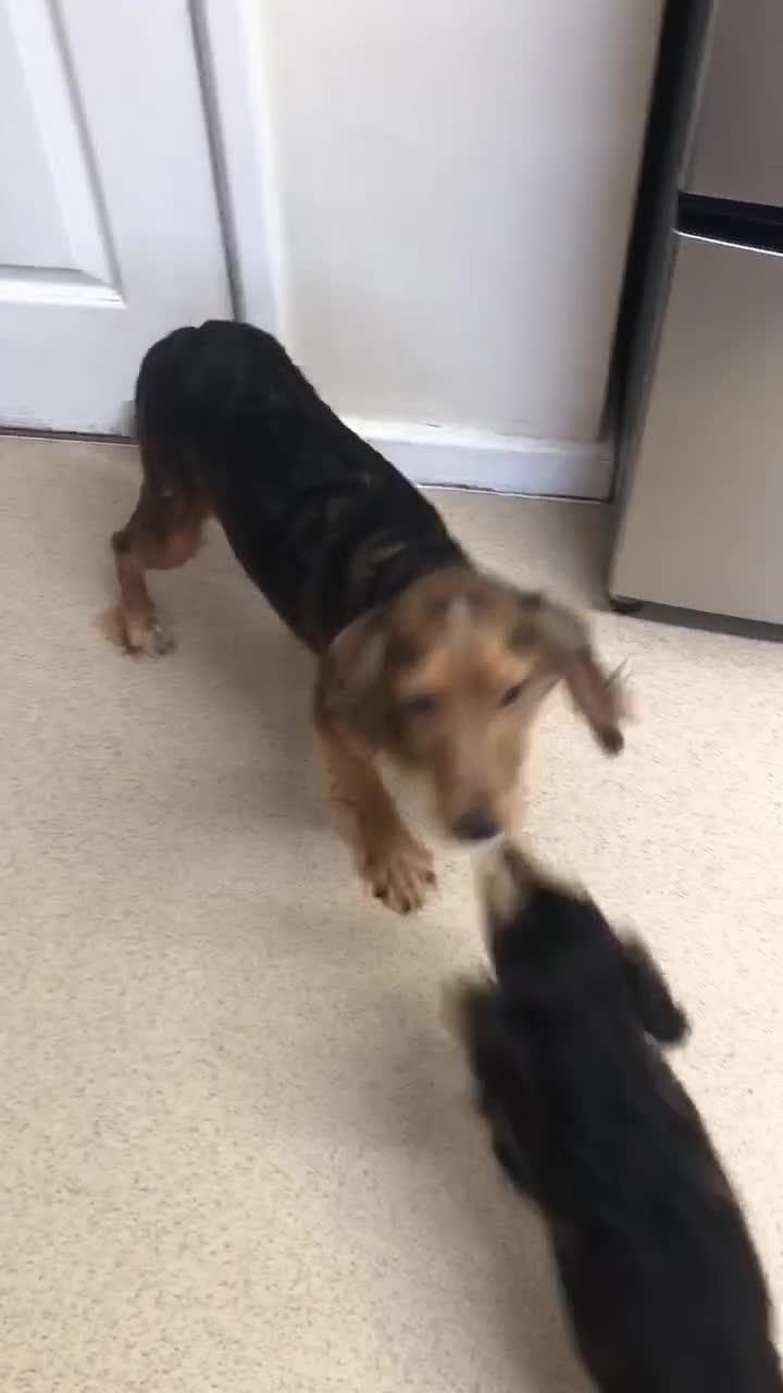 Cocker Spaniel dogs for sale: 2 boys left!!!! - Video 1