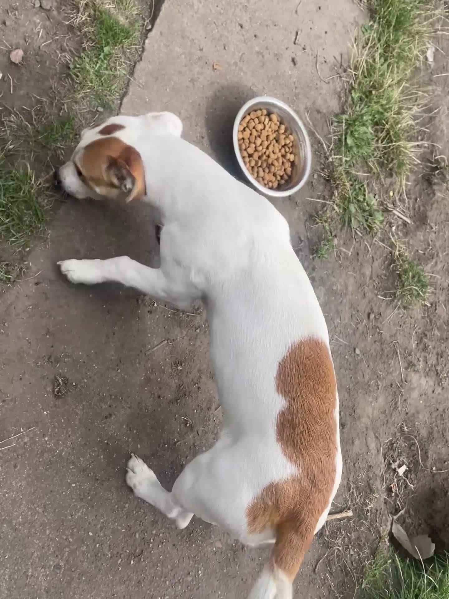 Jack Russell dogs for sale: Male Jack russell - Video 1