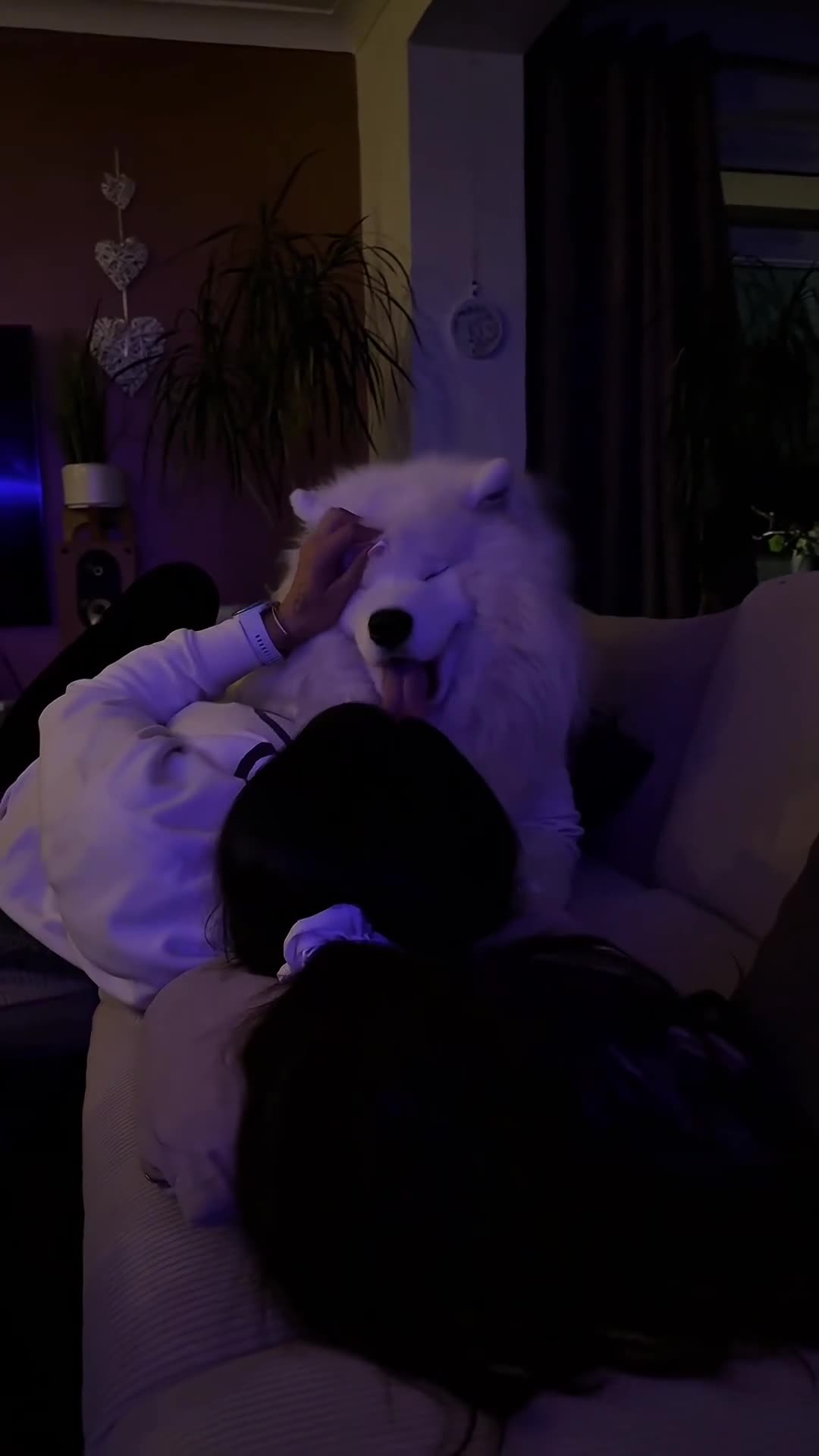 Samoyed dogs for stud: Elite Samoyed Stud–A Genetic Freek Bear Face type. in Deeside - Video 1