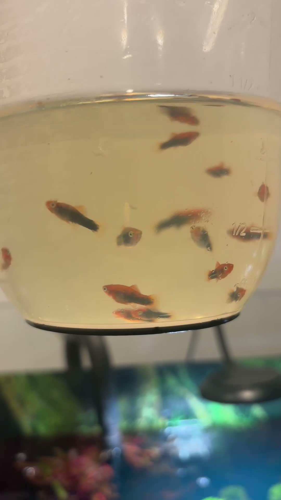 Swordtails fish for sale: Healthy Home-Bred Swordtail Juveniles in Stockport - Video 2