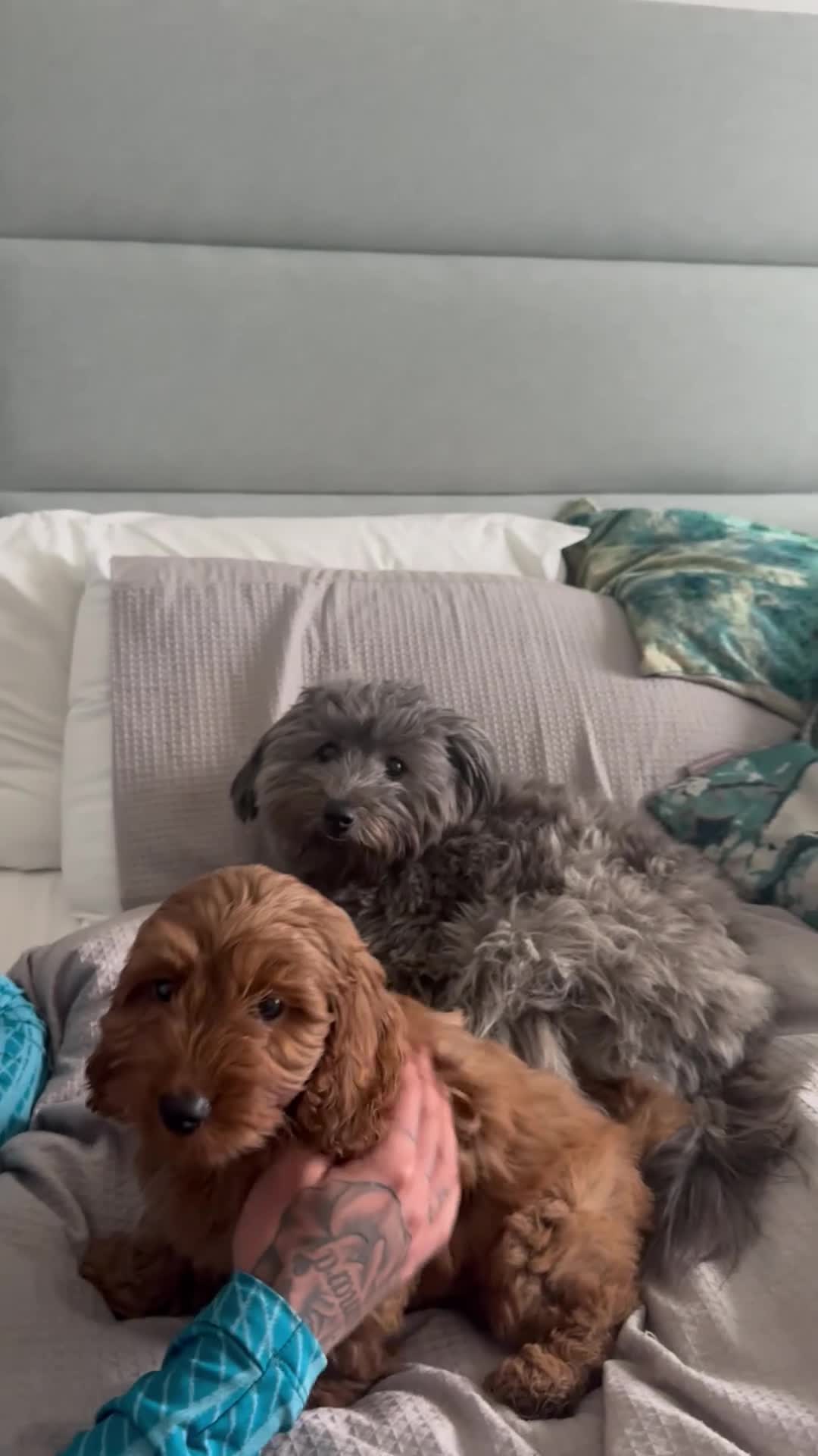 Mixed Breed dogs for sale: Puppies looking for a loving family  - Video 4