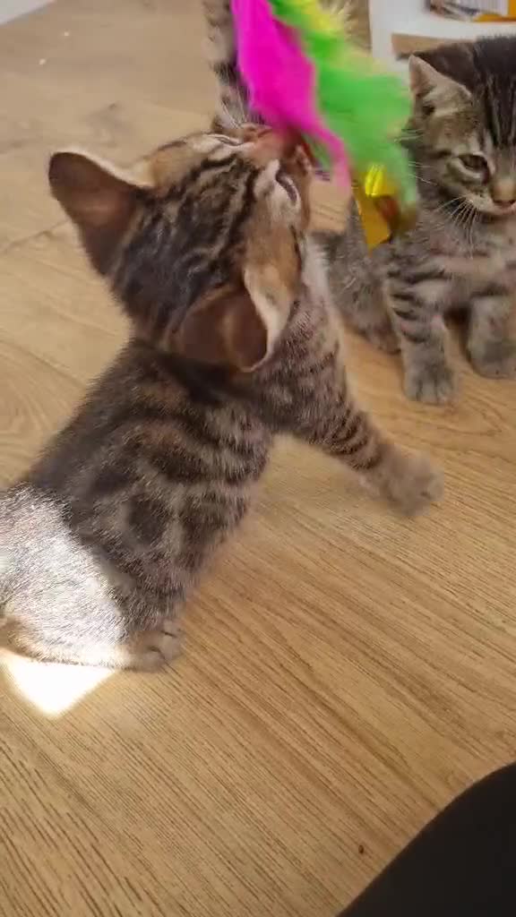 Bengal cats for sale: Bengal Kittens looking for home🐾 - Video 2