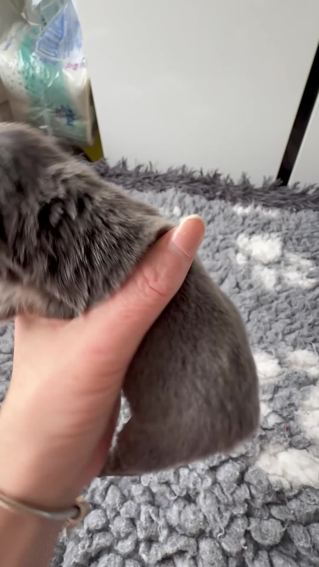 French Bulldog dogs for sale: ⭐️Gorgeous French Bulldog Puppies⭐️ - Video 3