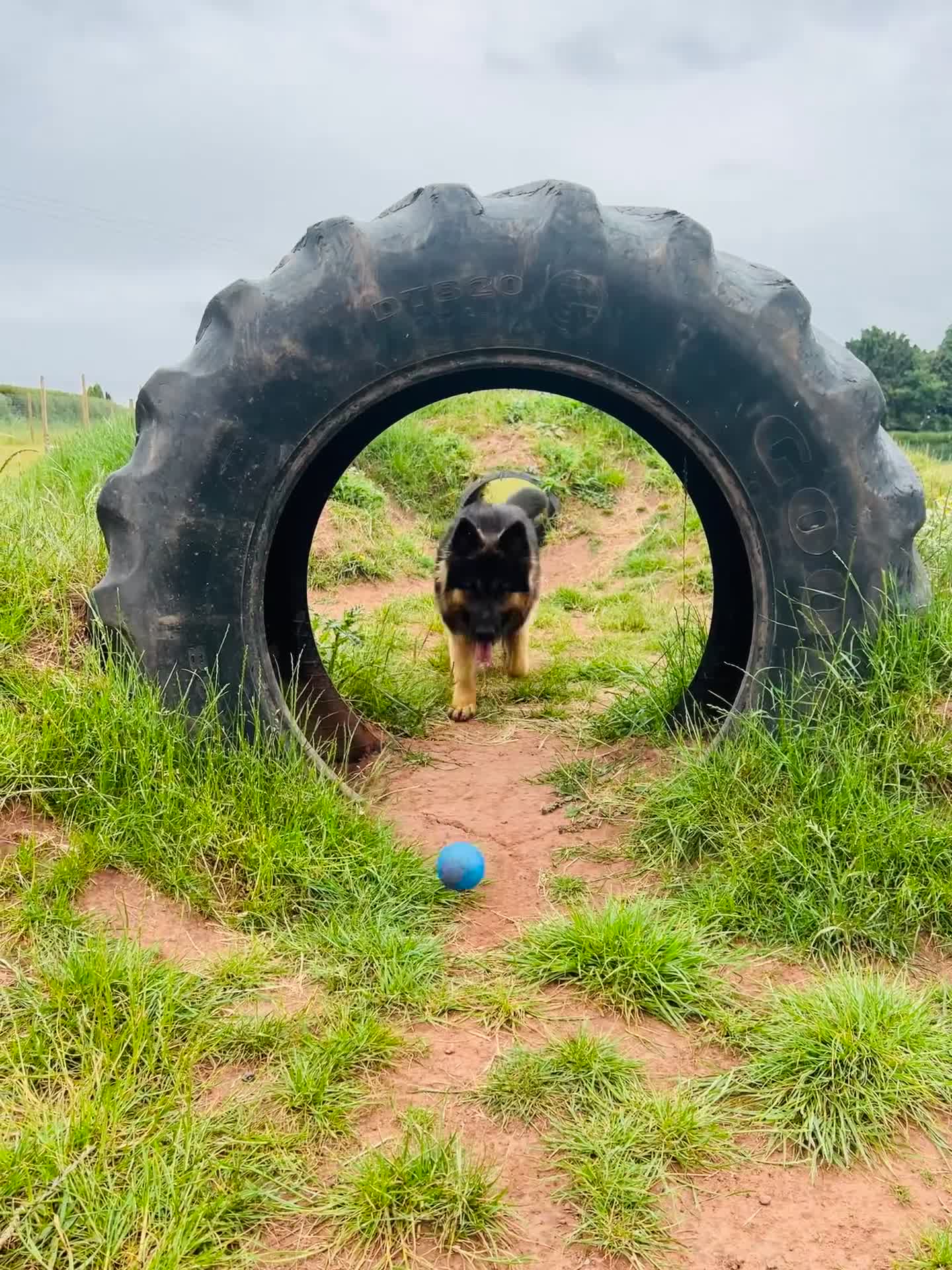 German Shepherd dogs for sale: 6 beautiful German Sheperd puppies  - Video 1