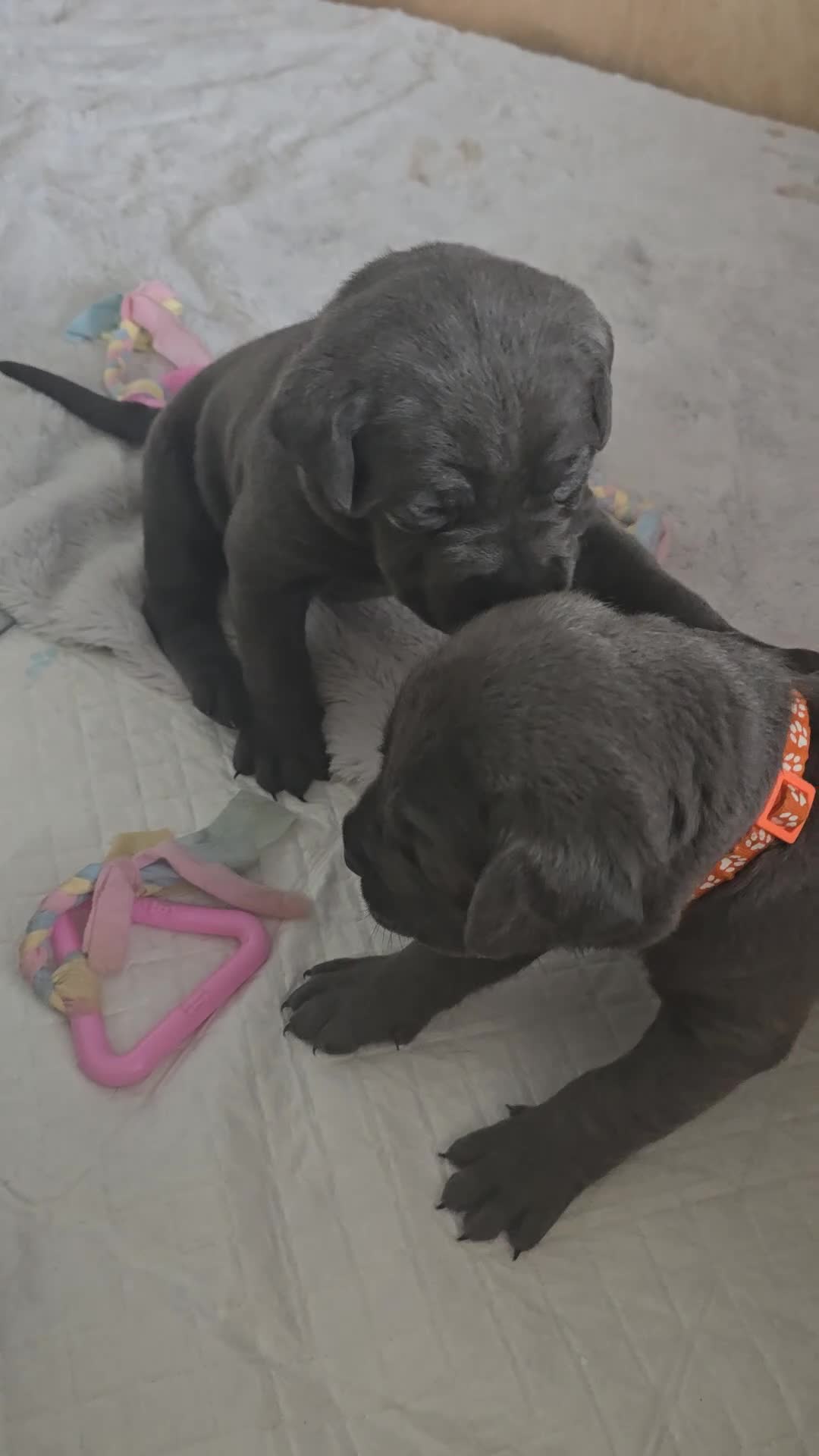 Cane Corso dogs for sale: S🐾❤️ STUNNING CANE CORSO PUPPIES–2BOYS & 2GIRLS  in Cwmbran - Video 5