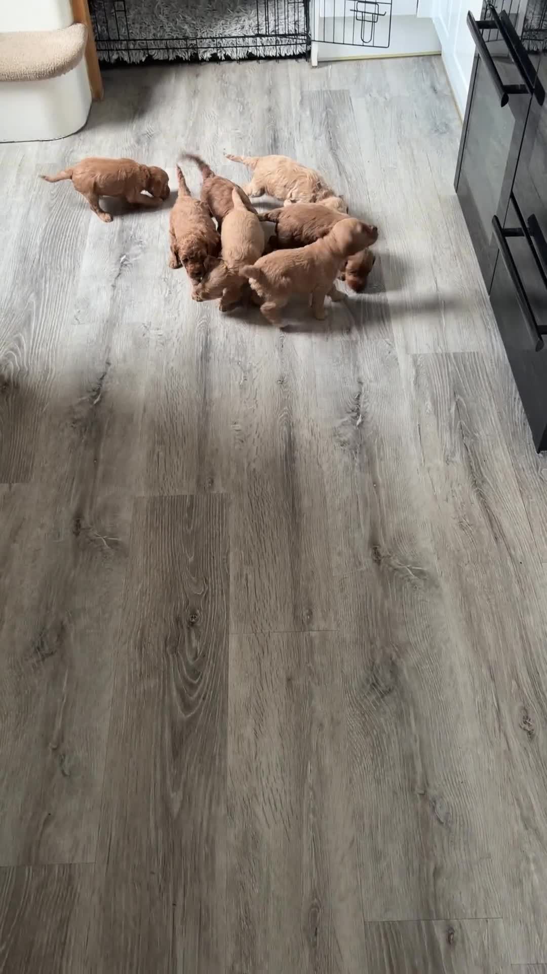 Cockapoo dogs for sale: Adorable Cockapoo Puppies - Video 1