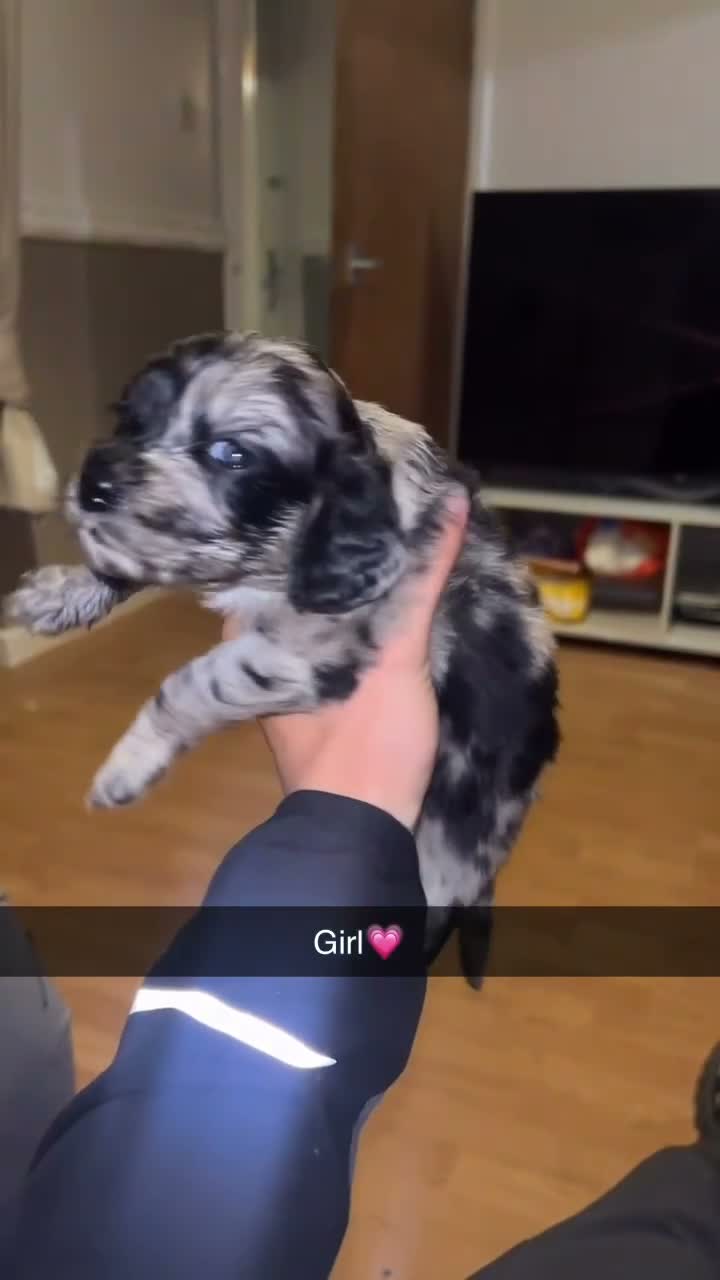 Cocker Spaniel dogs for sale: Litter of cocker spaniels  - Video 5