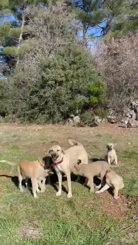 Anatolian Shepherd dogs for adoption: Ekmek(Bread) Anatolian Shepherd Looking for a Home - Video 1