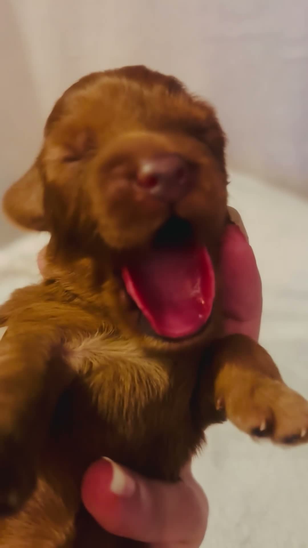 Cavapoo dogs for sale: Cavapoo Puppies - Deposits ready to be taken. - Video 1