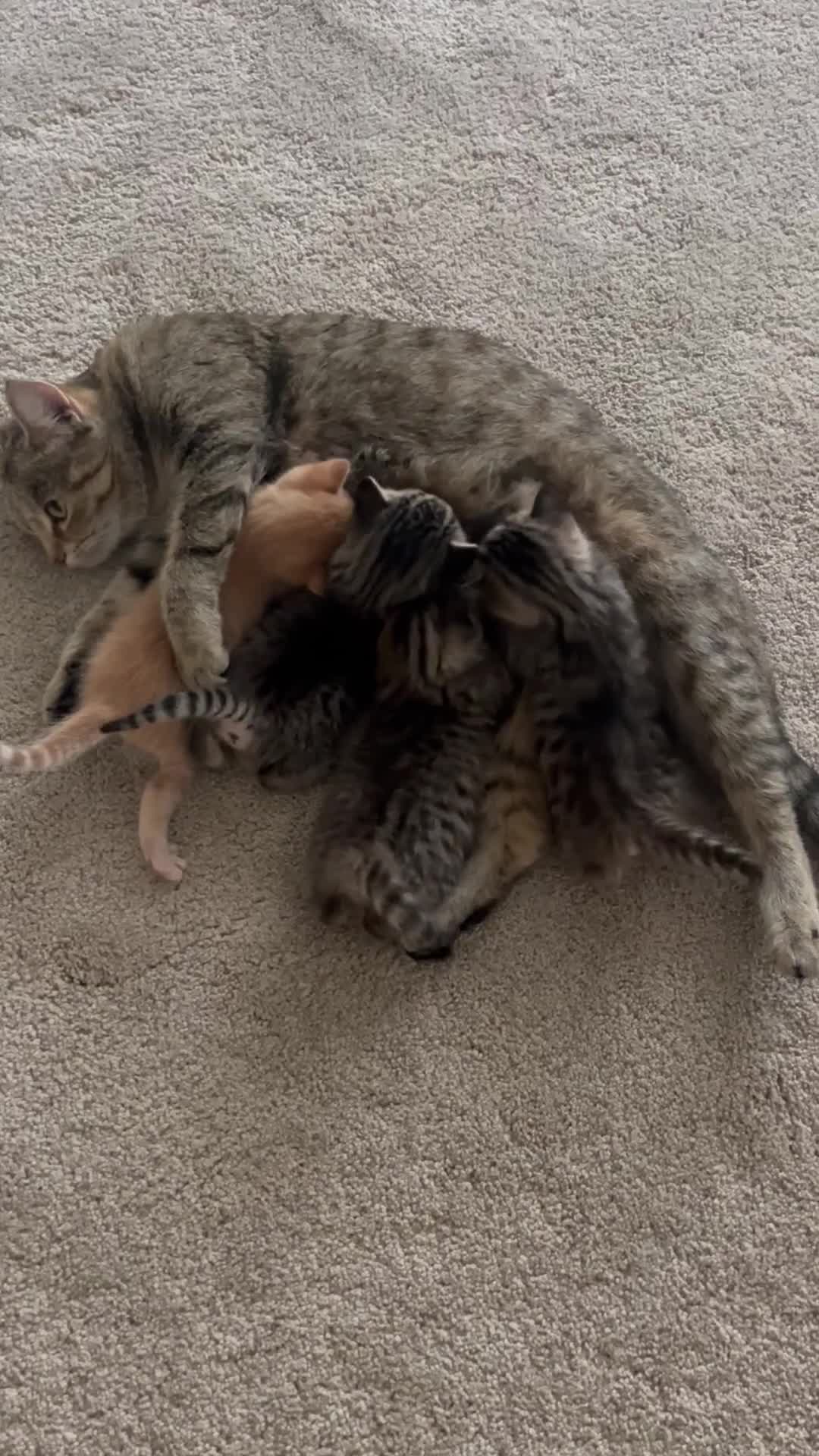 Mixed Breed cats for sale: 4 adorable kittens for sale £250 3 tabby, 1 ginger - Video 2