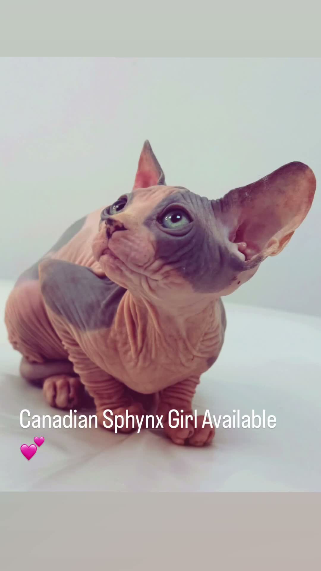 Sphynx cats for sale: Canadian Sphinx kittens  - Video 5
