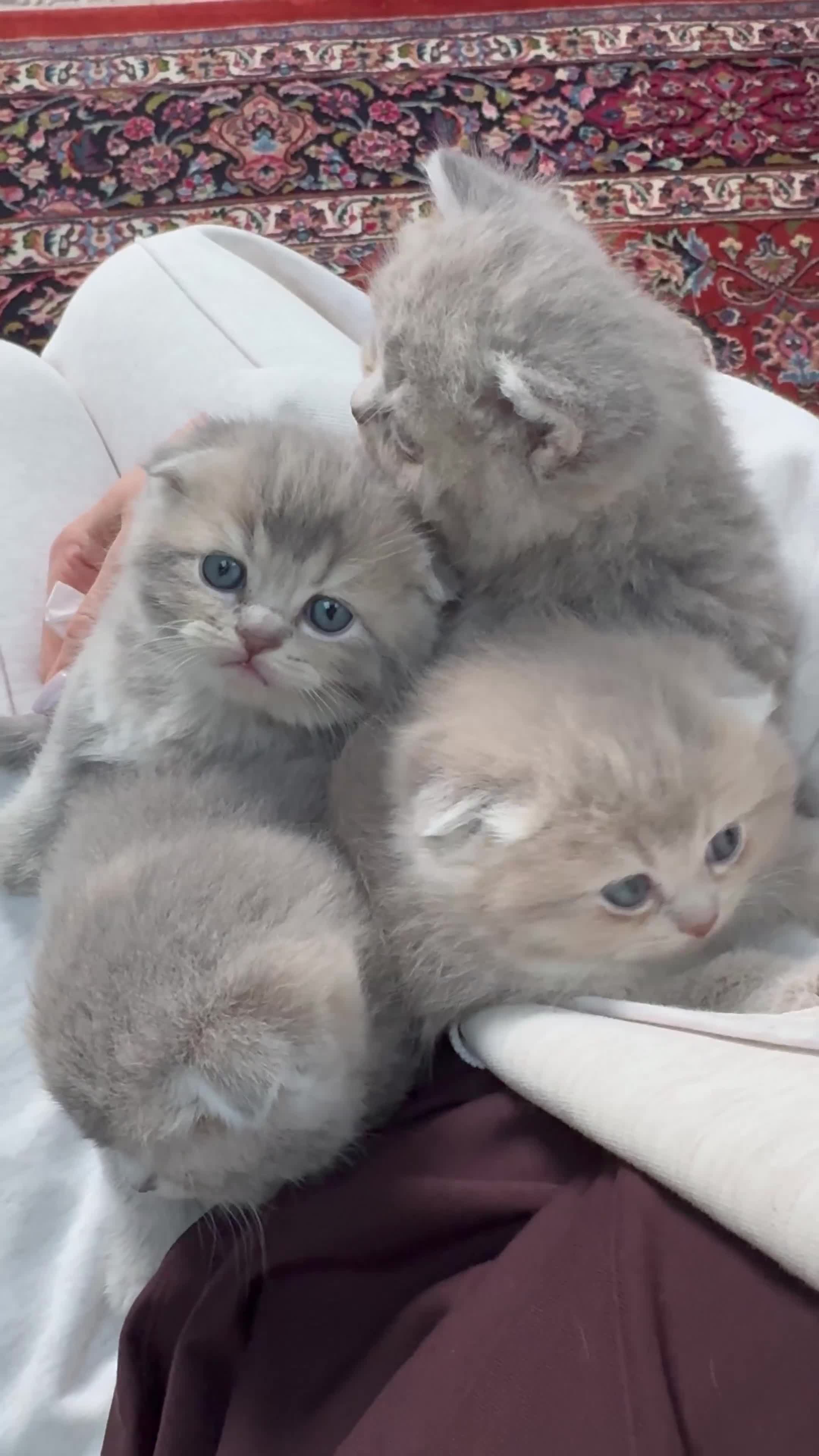 Scottish Fold cats for sale: Tica Scottish fold kittens - Video 1