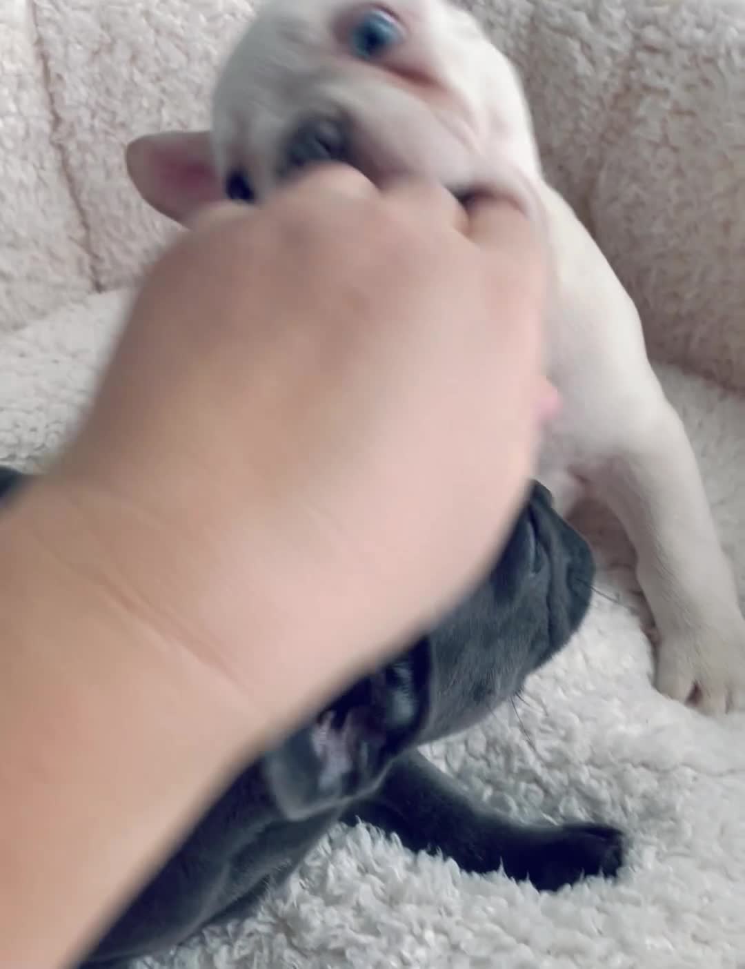 French Bulldog dogs for sale: KC registered male frenchie ready to leave now!:) - Video 1