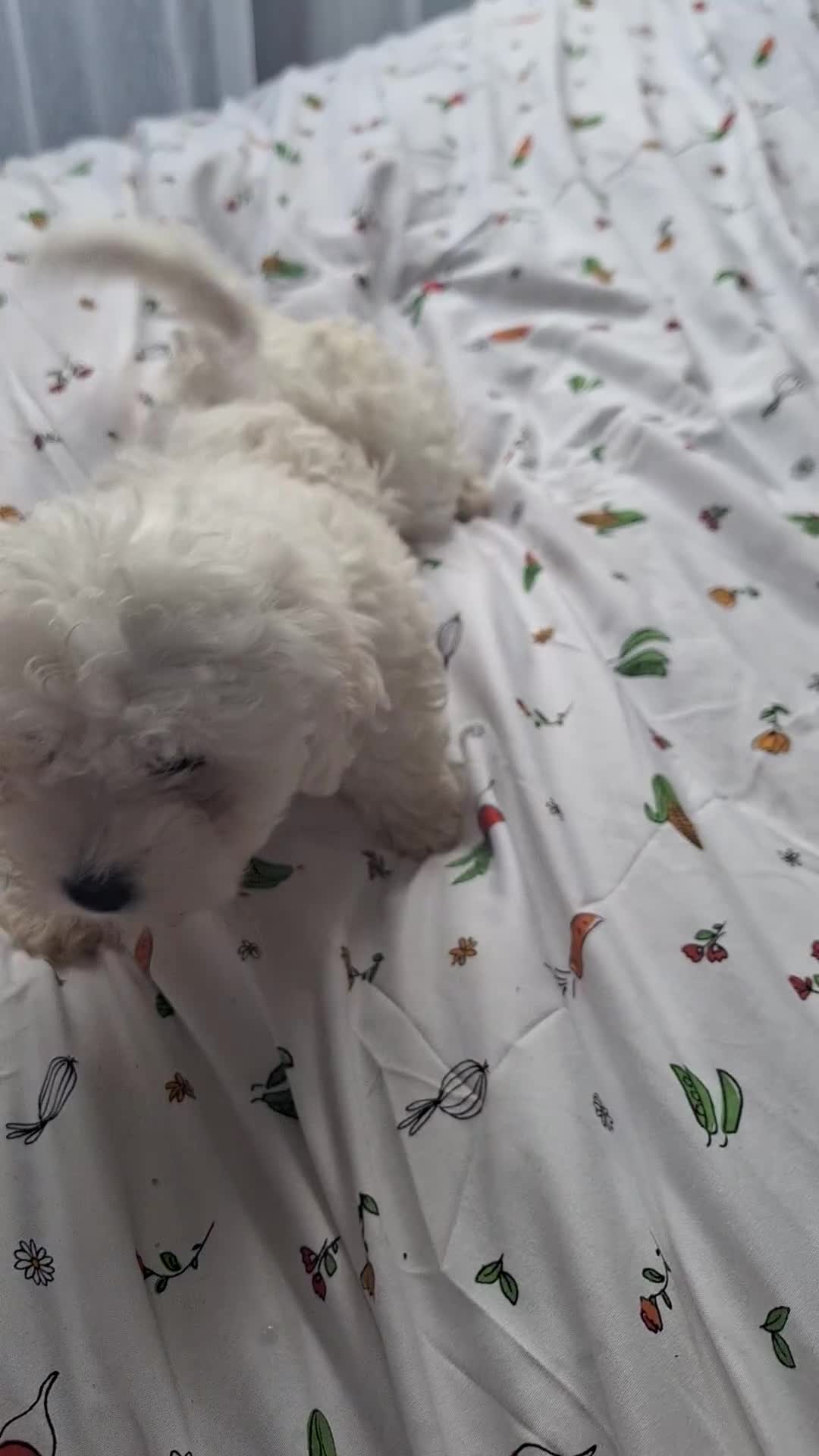 Maltese dogs for sale: Bishon Maltese  - Video 3