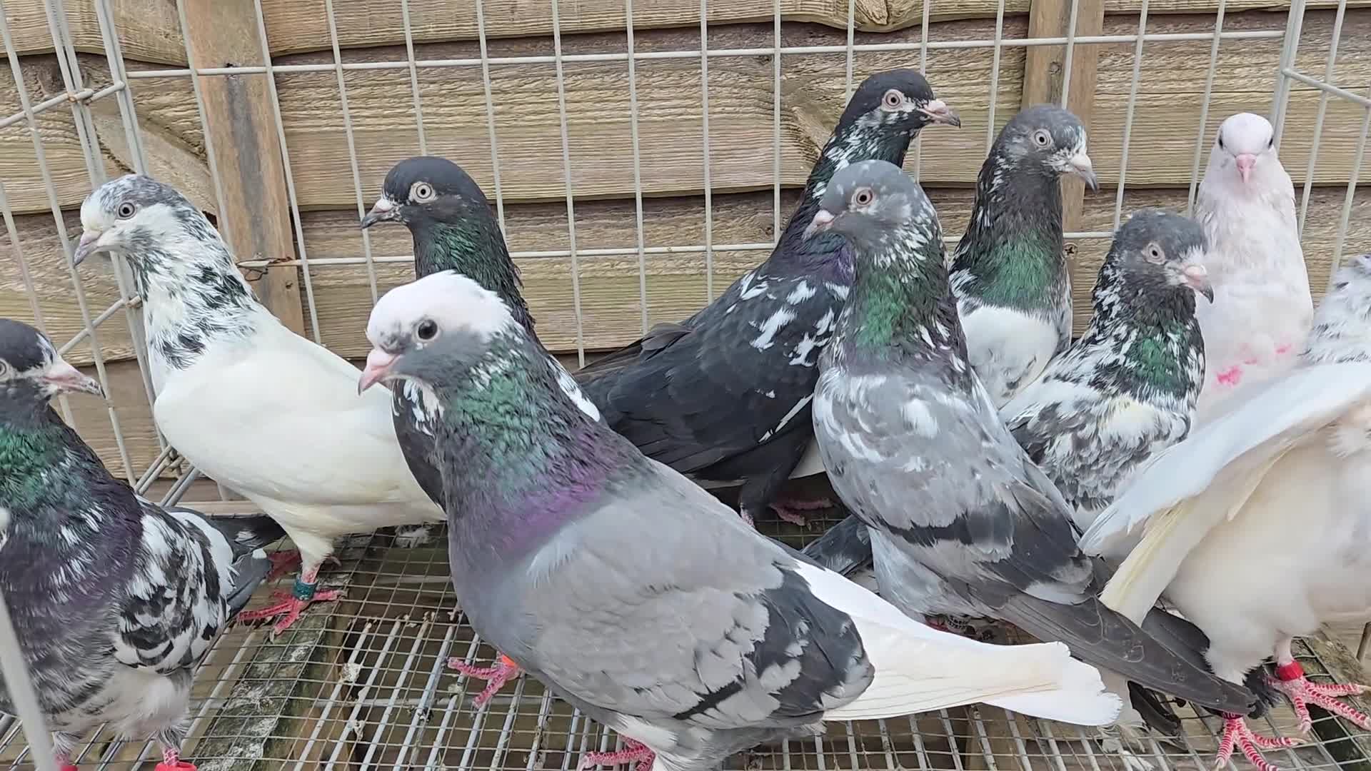 Mixed Breed birds for sale: For sale  in Greenford - Video 2