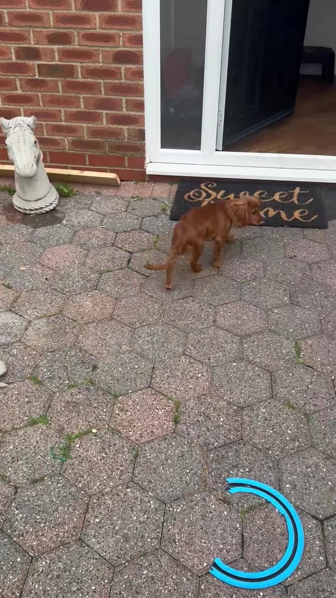 Cavalier King Charles Spaniel dogs for sale: Cavalier King Charles  - Video 1