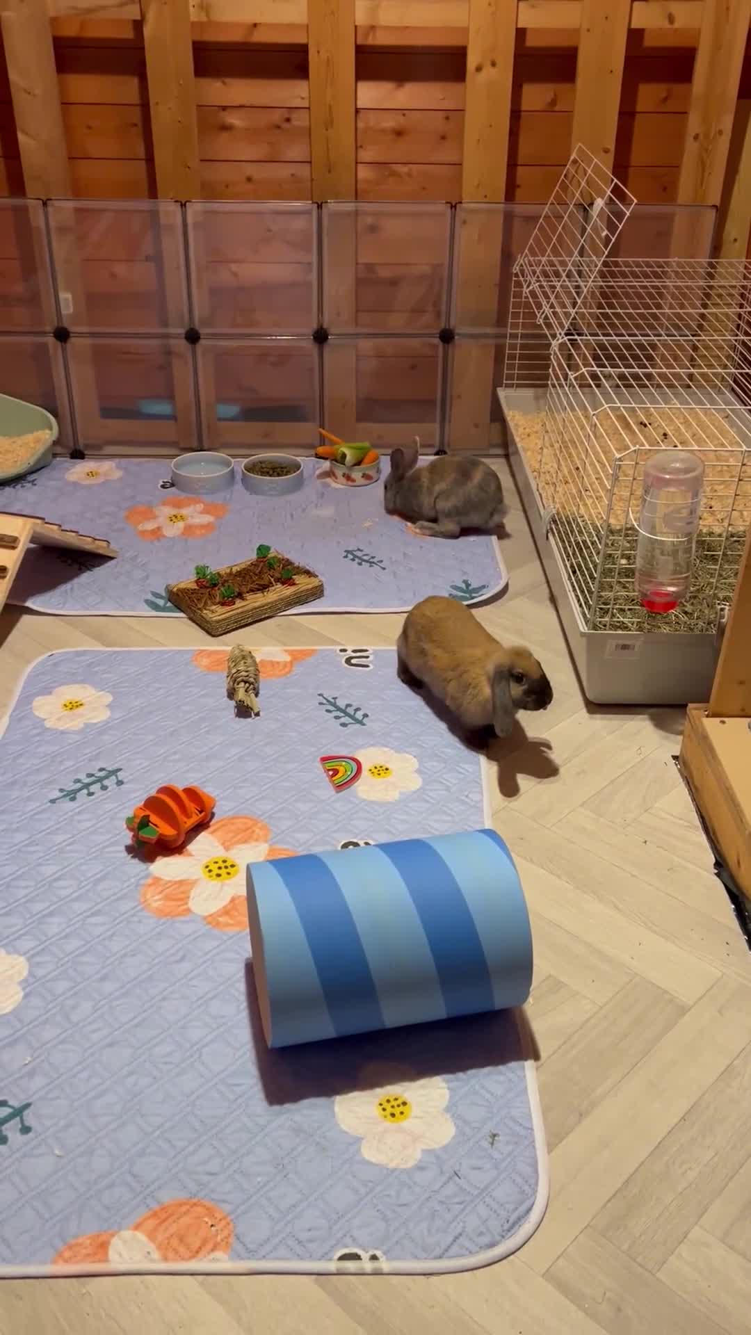 English Lop rabbits for sale: Two bonded neutered male rabbits  - Video 1