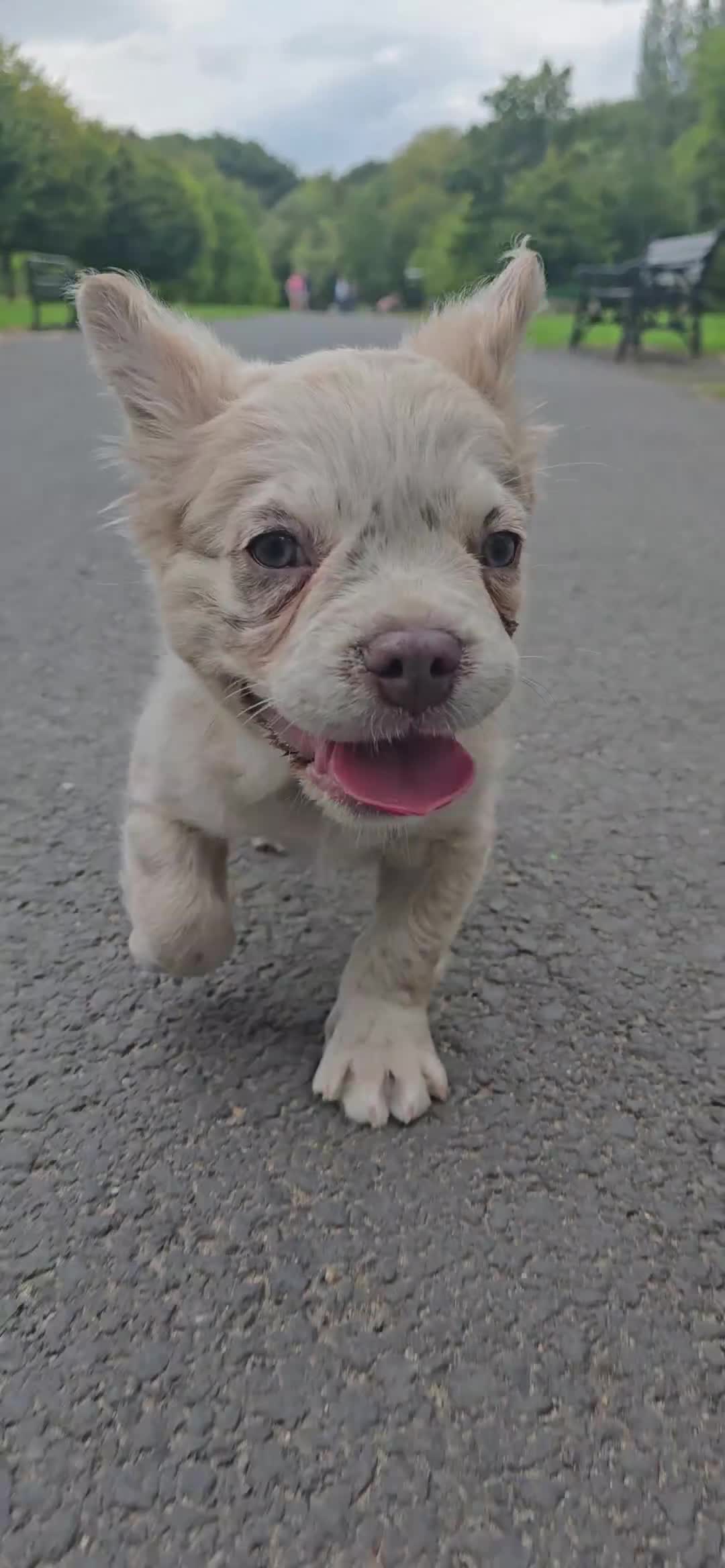 French Bulldog dogs for sale: full fluffy frenchy pups - Video 1
