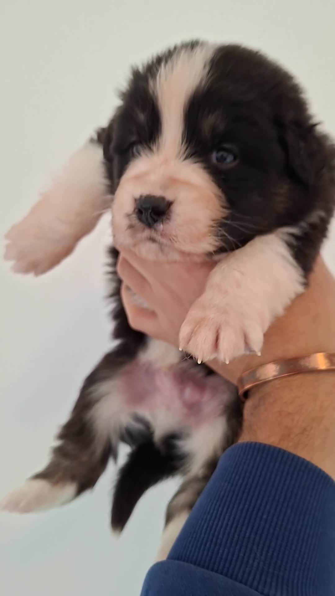 Australian Shepherd dogs for sale: ​🐾 Beautiful Australian Shepherd Puppies 🐾 - Video 1