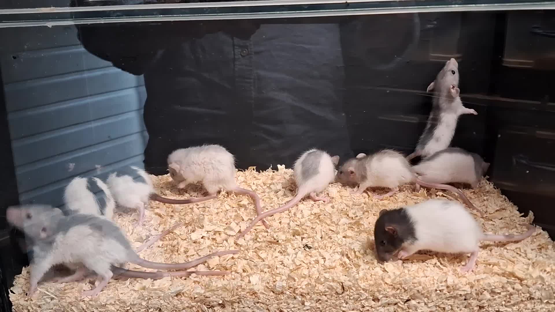 Rat rodents for sale: Baby Dumbo Rat's Male's & Female's - Video 1