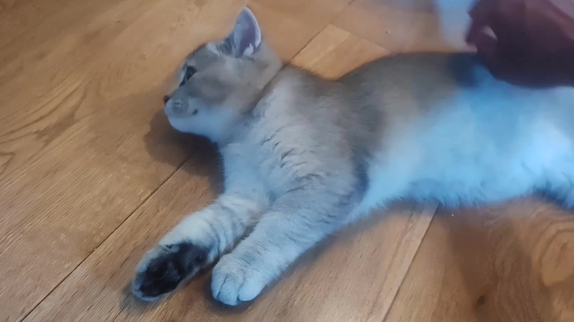 British Shorthair cats for sale: 1 left, Rare Tipped Tabby British Shorthair girl - Video 1