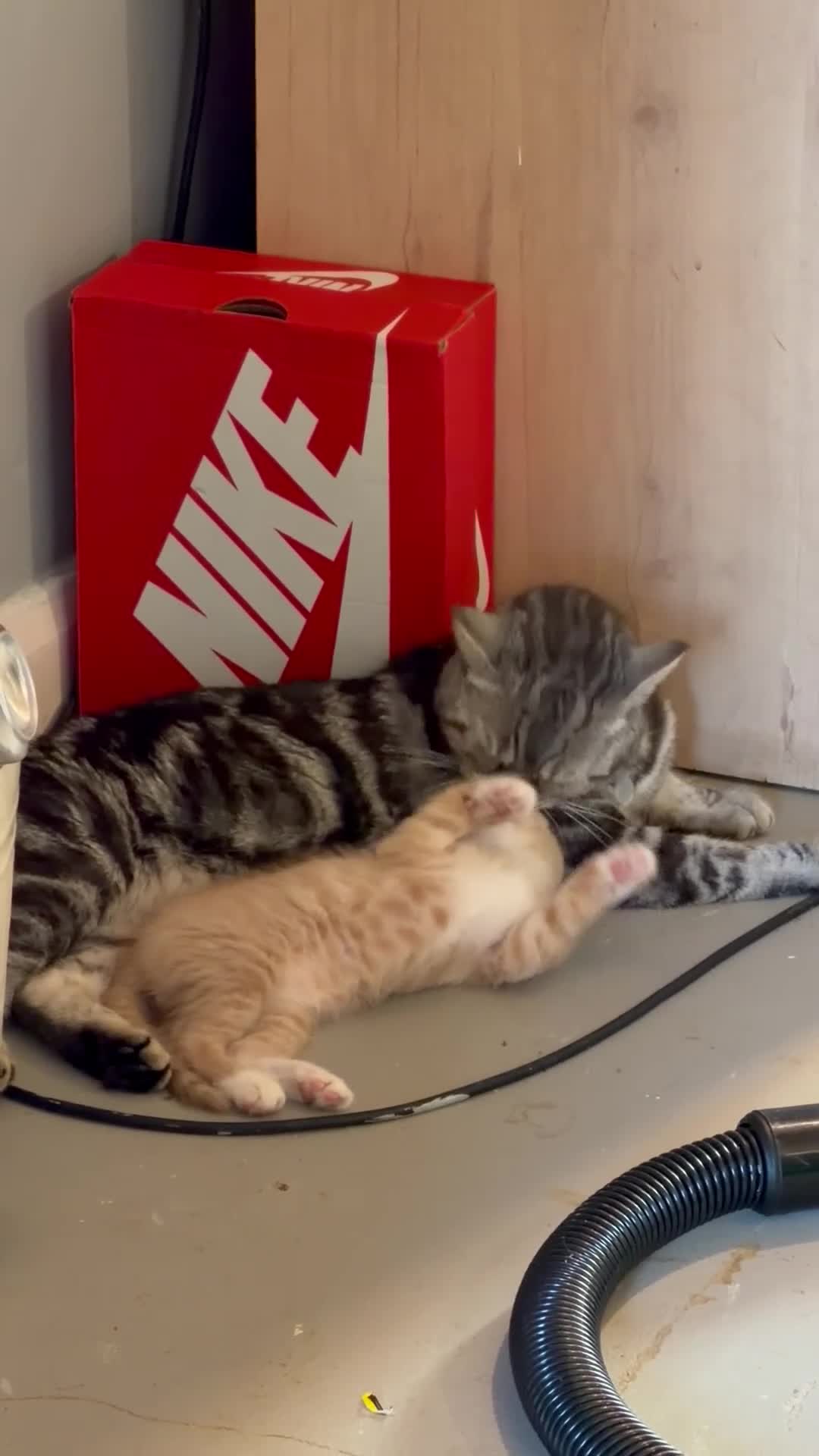 Mixed Breed cats for sale: 1 kitten for sale  - Video 1