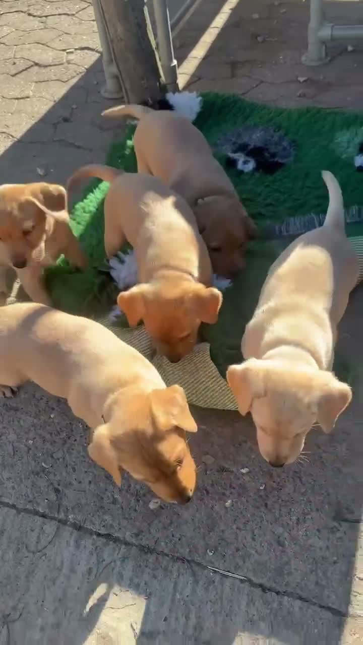 Labrador Retriever dogs for sale: RKC health checked working Labradors  - Video 1