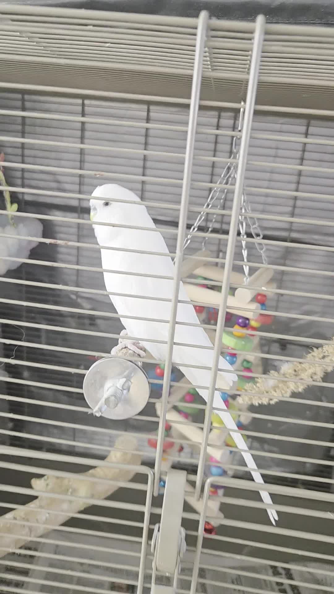 Budgerigars birds for sale: Wonderful white budgie with cage  - Video 1