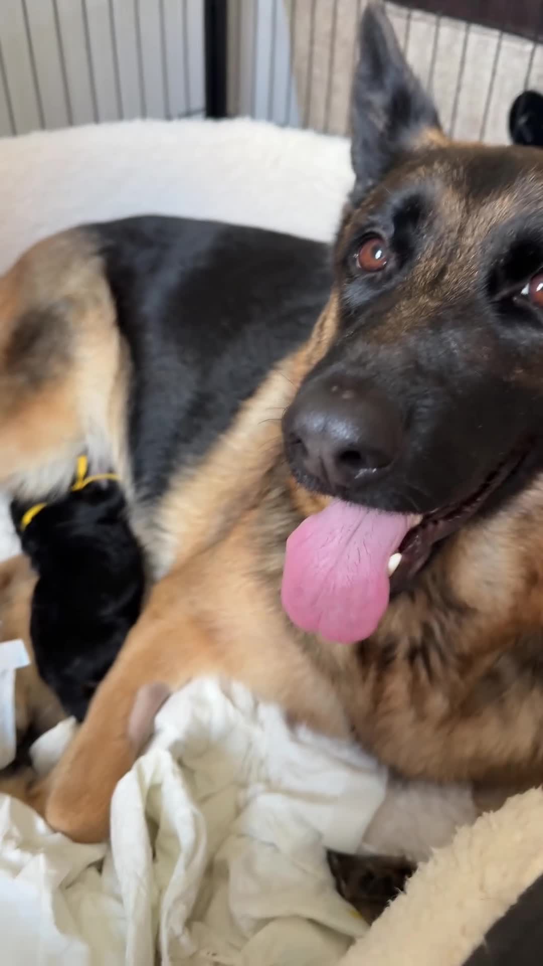 German Shepherd dogs for sale: Chunky beautiful German shepherd pup  - Video 2