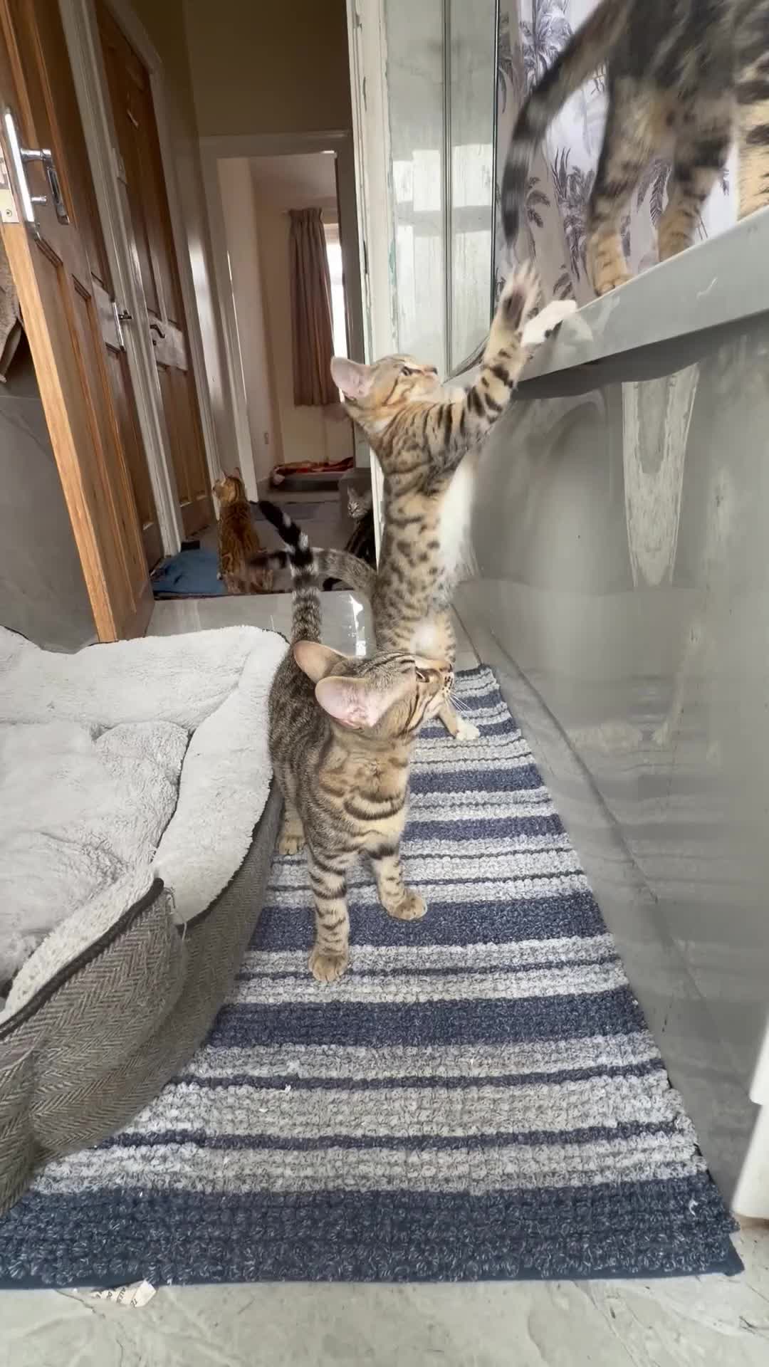 Mixed Breed cats for sale: BENGAL MIX KITTENS 4 SALE SOUTH LONDON - Video 3