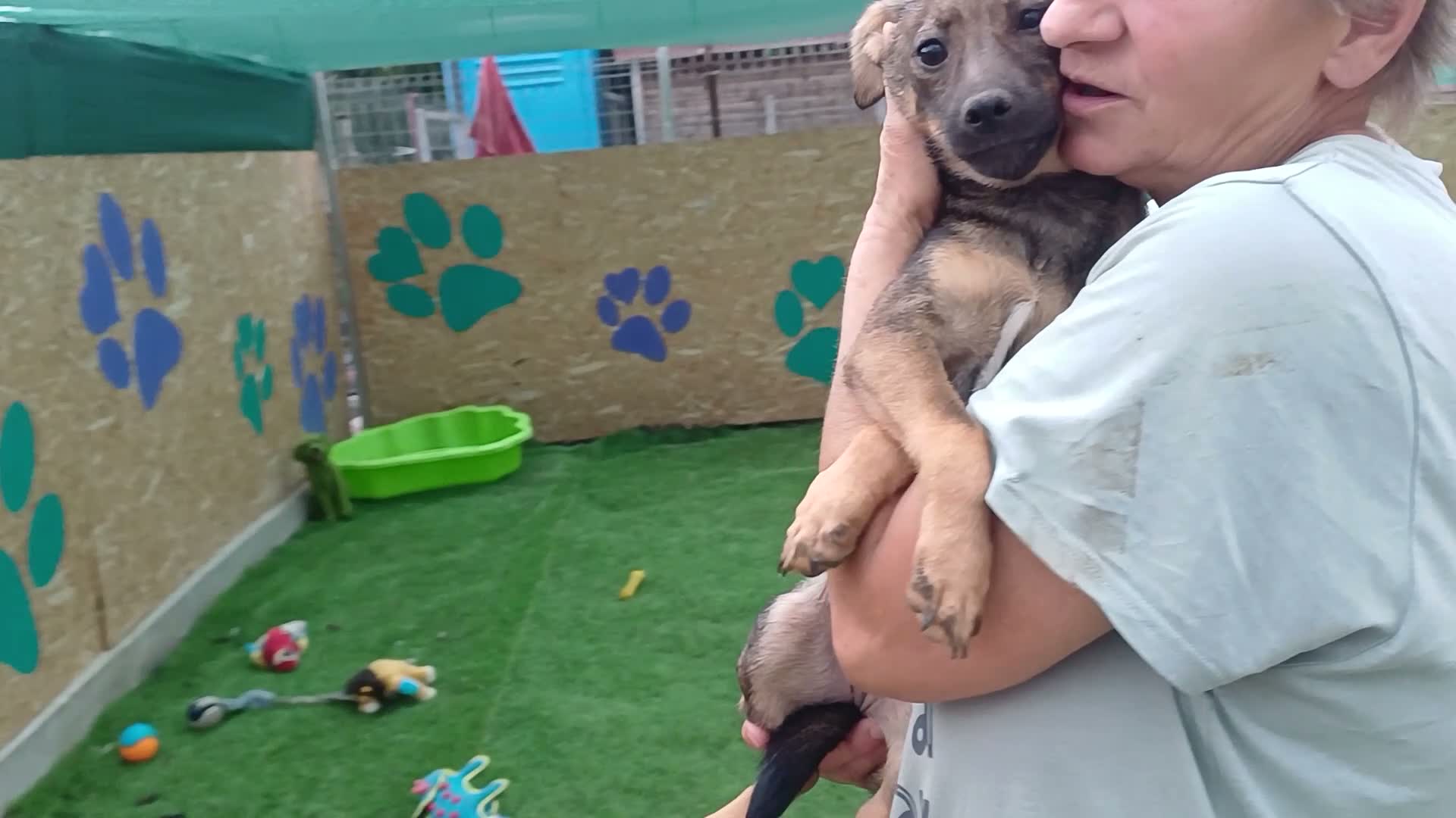 Mixed Breed dogs for adoption: 🐾💛 ANGELA – A LITTLE GIRL FOR A LOVING HOME 💛🐾 - Video 2