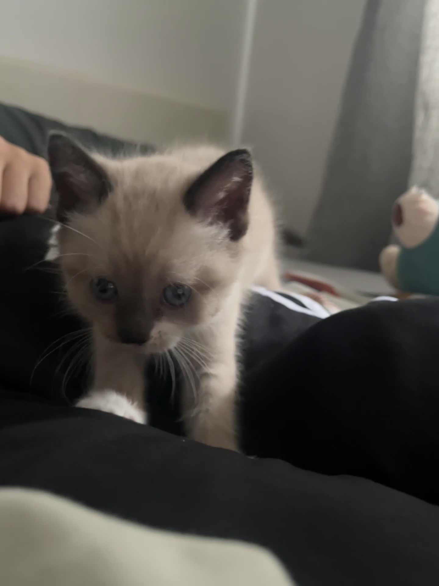 Mixed Breed cats for sale: Tabby ragdoll - Video 1
