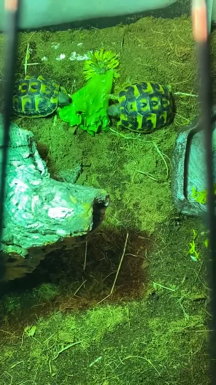 Tortoise reptiles for sale: 11month old baby Herman's tortoises - Video 1
