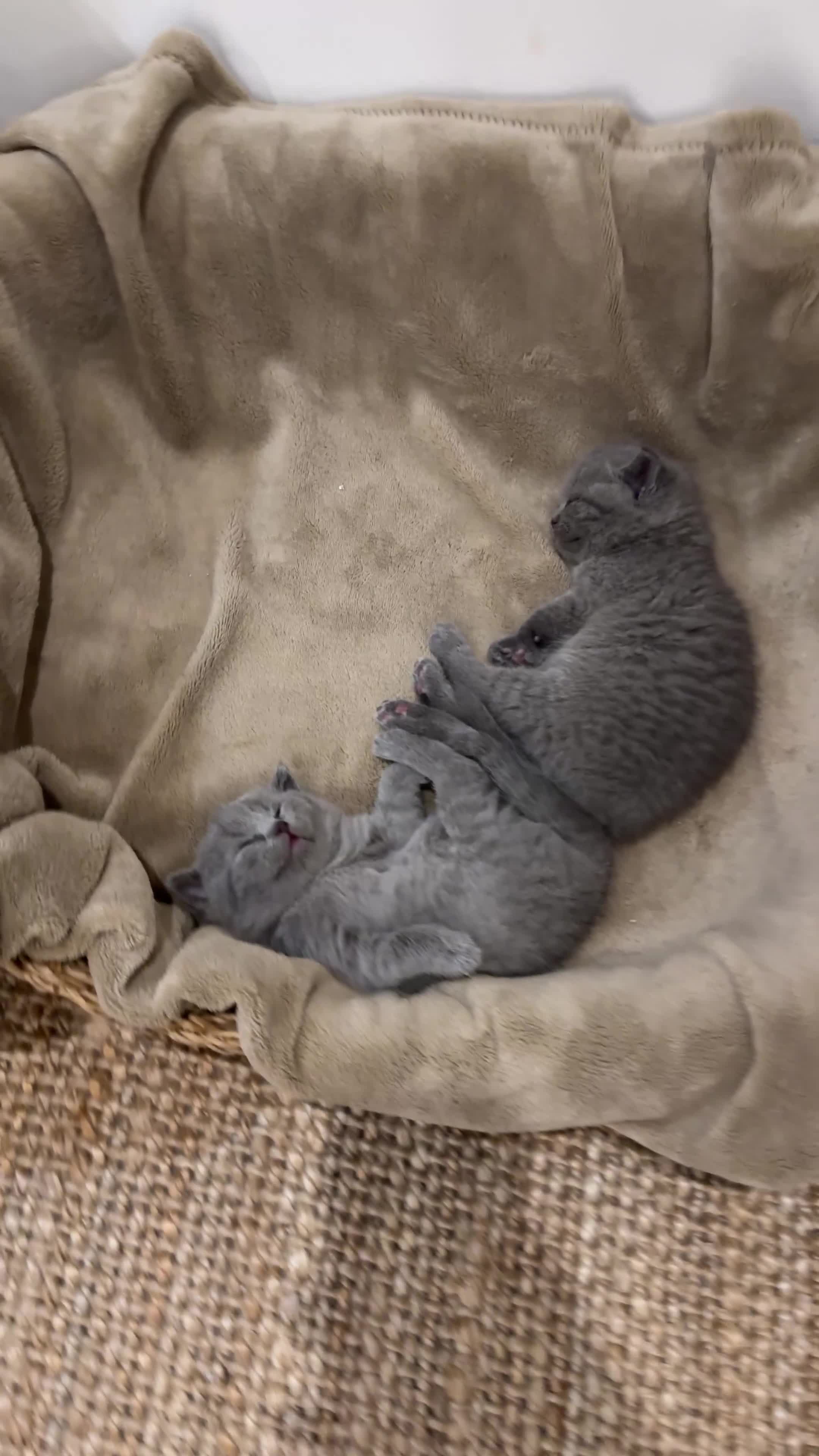 British Shorthair cats for sale: British Shorthair Kittens - Video 3