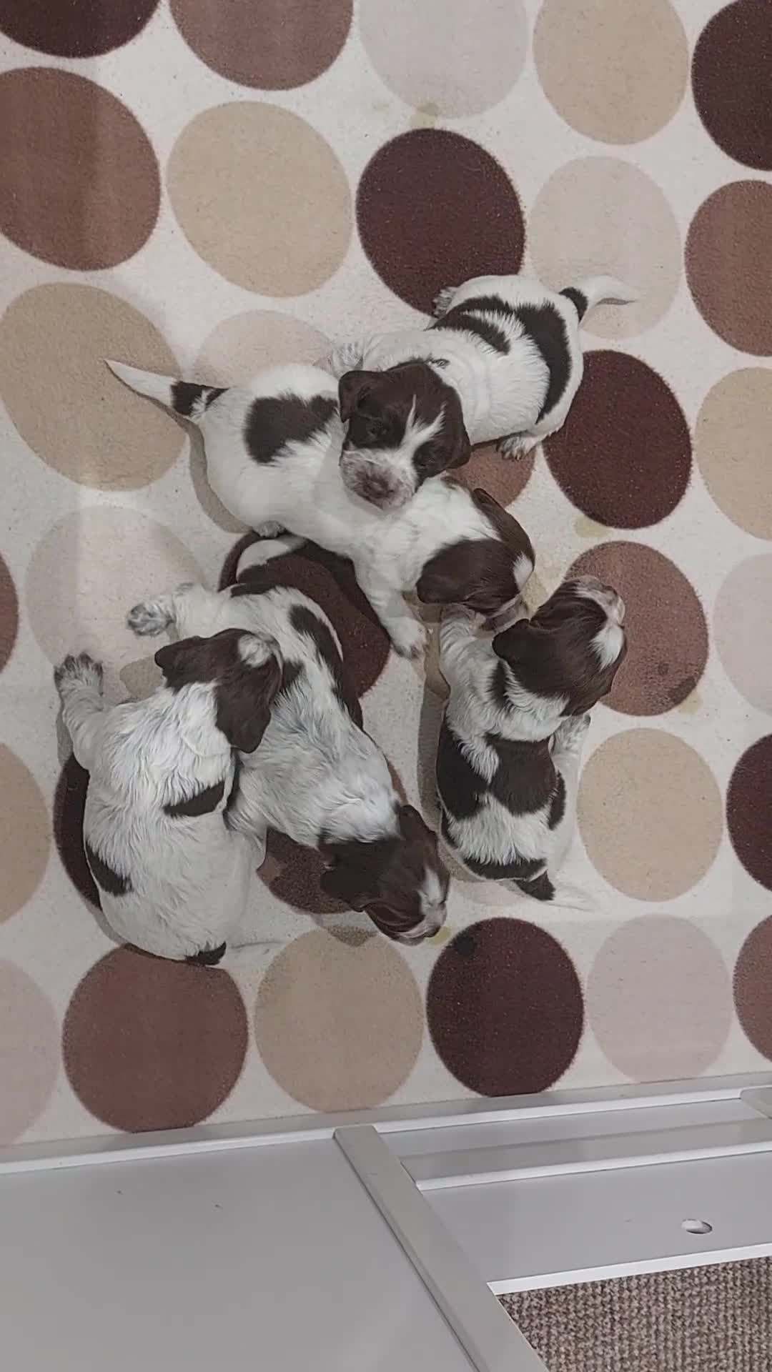 Sprocker dogs for sale: Sprocker Spaniels in Stockport - Video 2