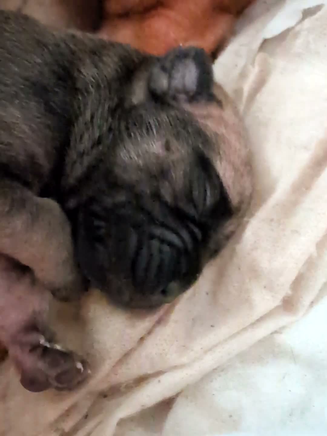 Mixed Breed dogs for sale: Beautiful Sharpai cross pups  - Video 1